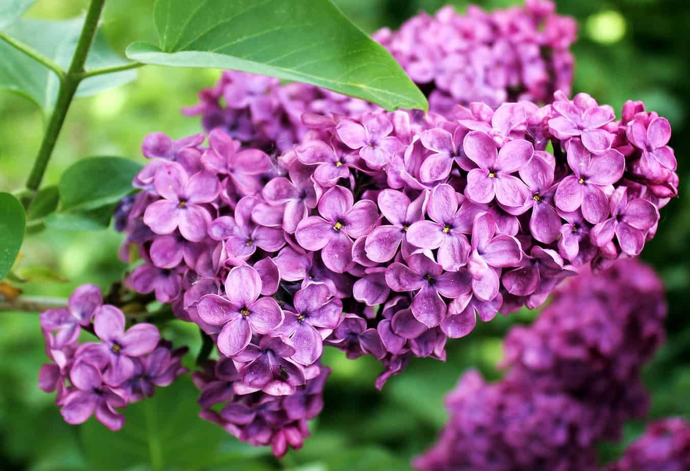 What Is The Best Fertilizer For Lilacs