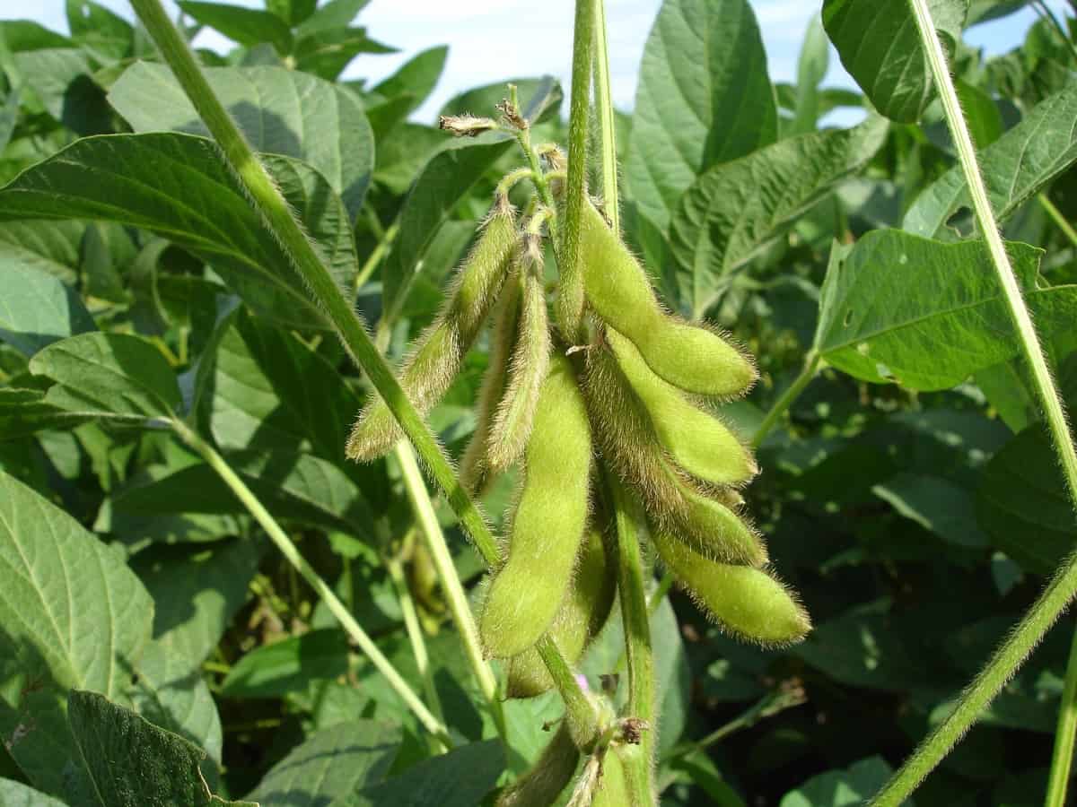 What Is The Best Fertilizer For Soybeans