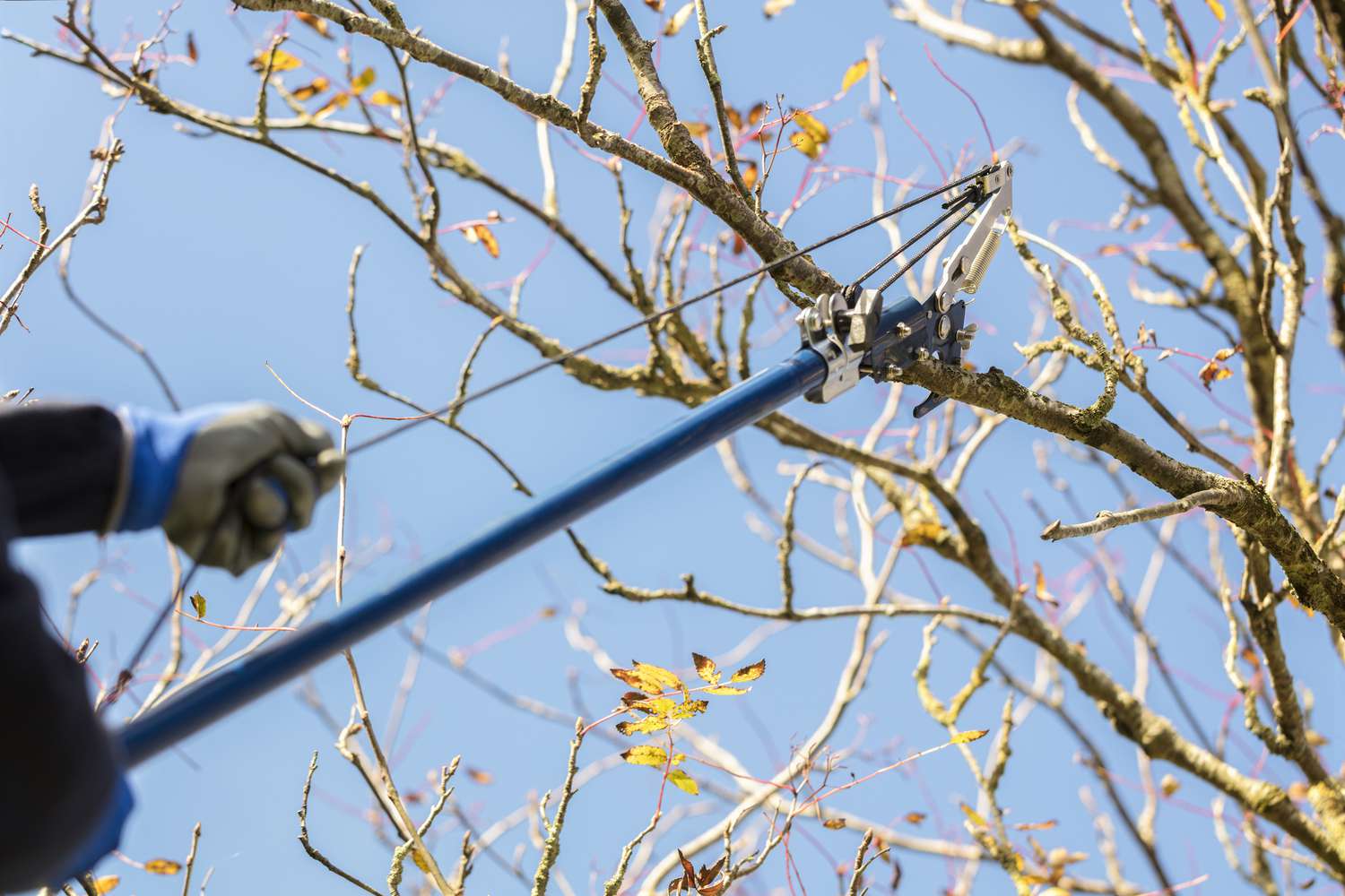 What Is The Best Tool To Cut Large Branches When Pruning Shrubs That Are Hard To Reach