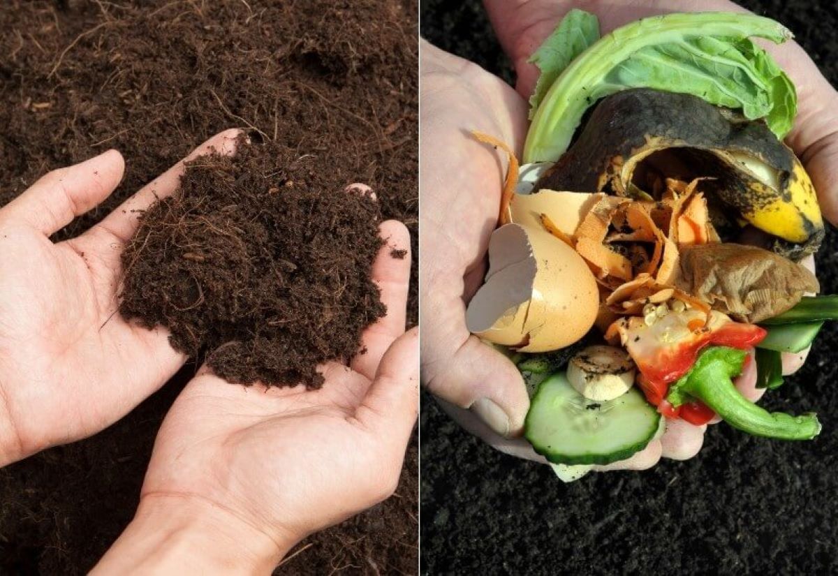 What Is The Difference Between Compost And Humus?