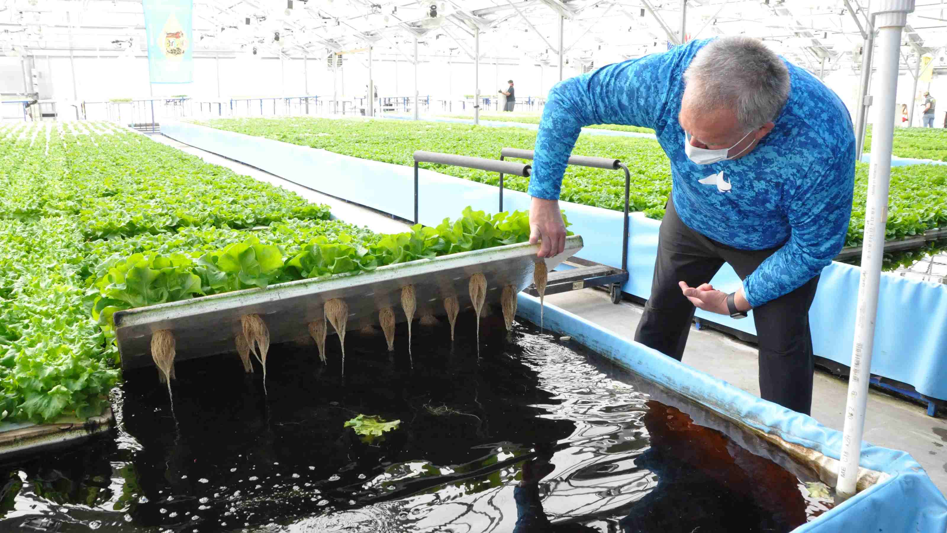 What Is The Difference Between Hydroponics And Aquaponics