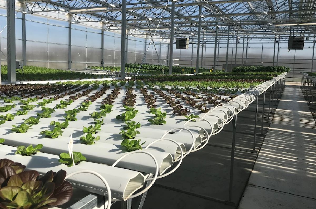 What Is The Most Critical Environmental Factor Of Greenhouse Plant Production?