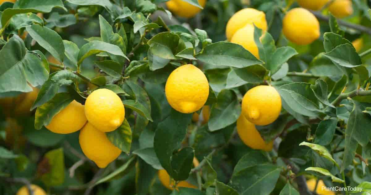 Best Fertilizer For Lemon Tree