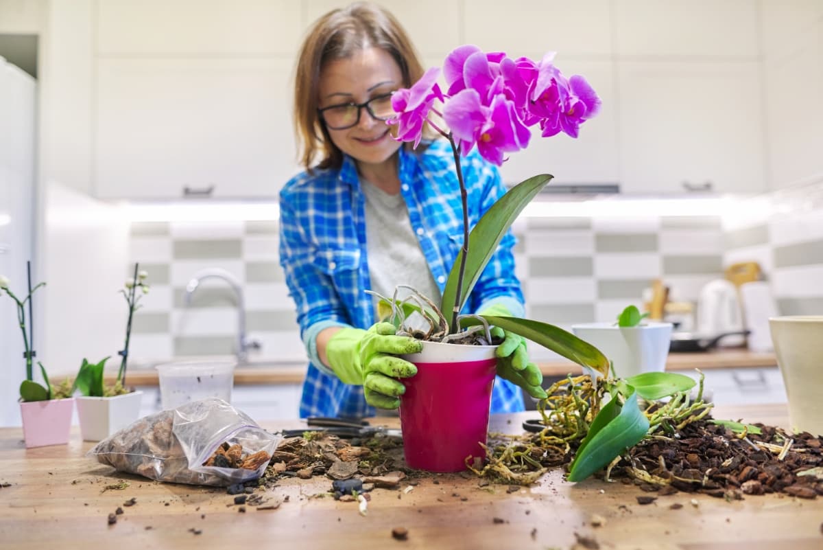 What Kind Of Fertilizer For Orchids