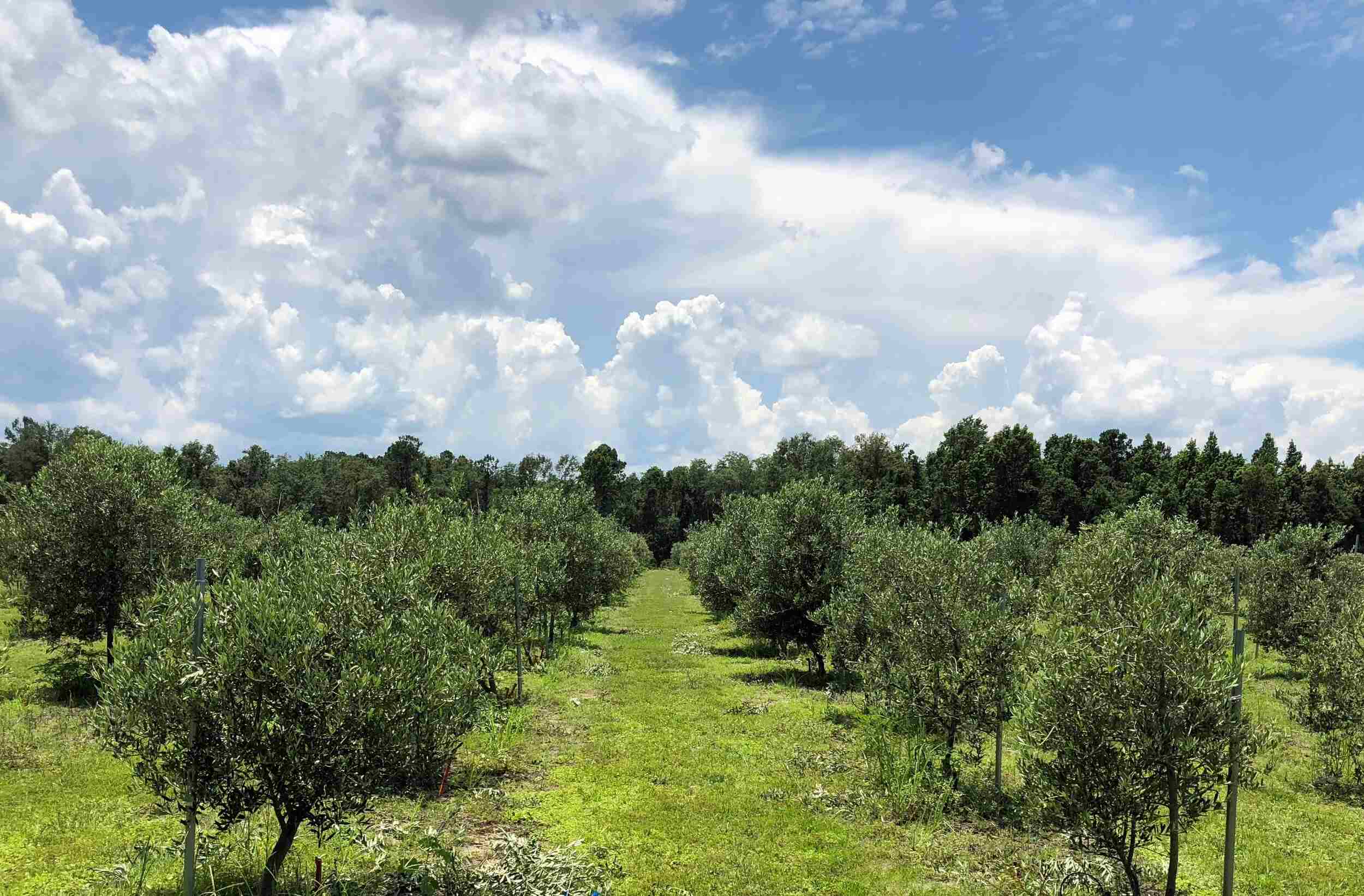 What Orchard Layout Is Recommended For Planting An Olive Orchard In Louisiana