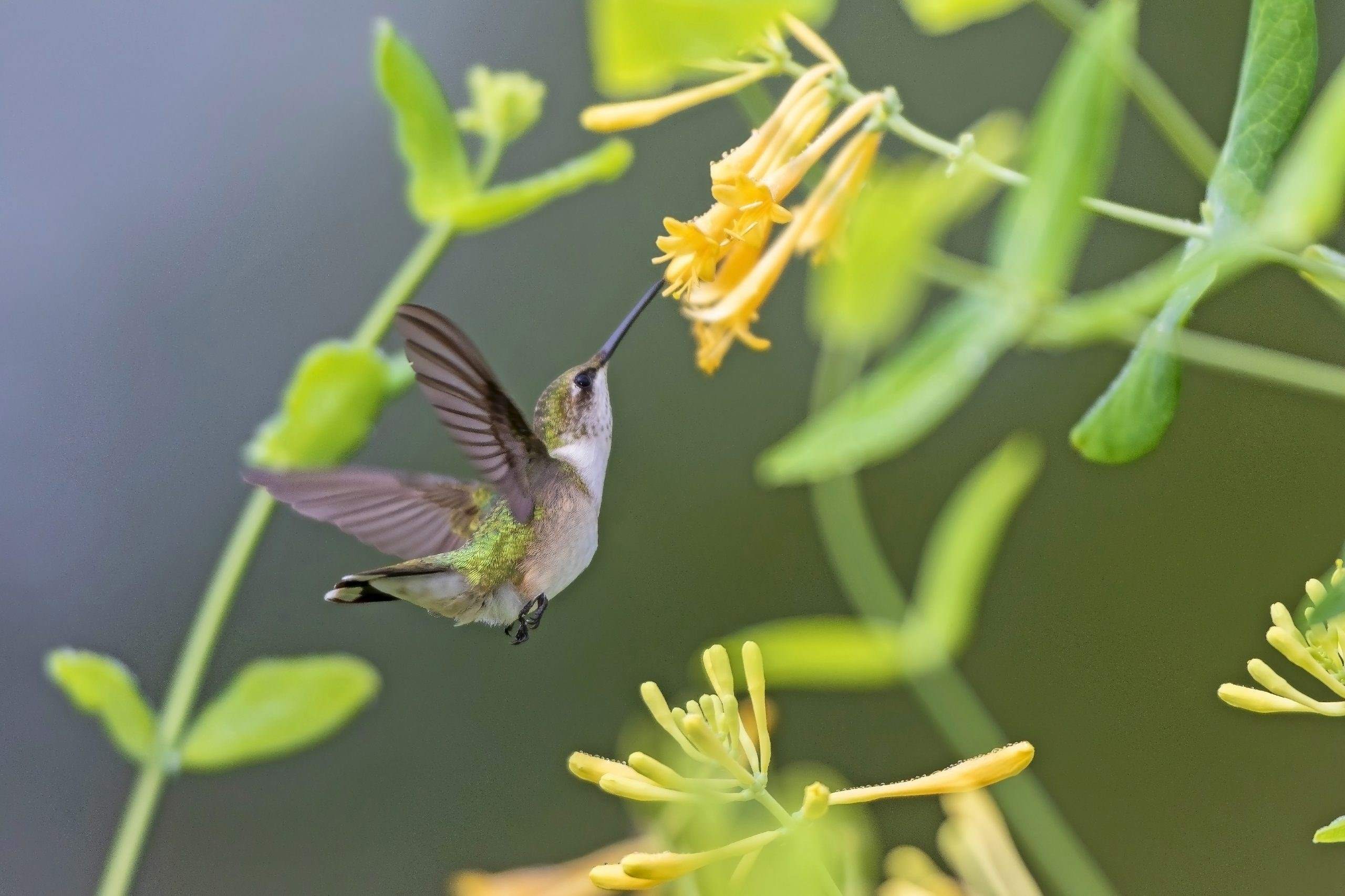 What Perennials Do Hummingbirds Like