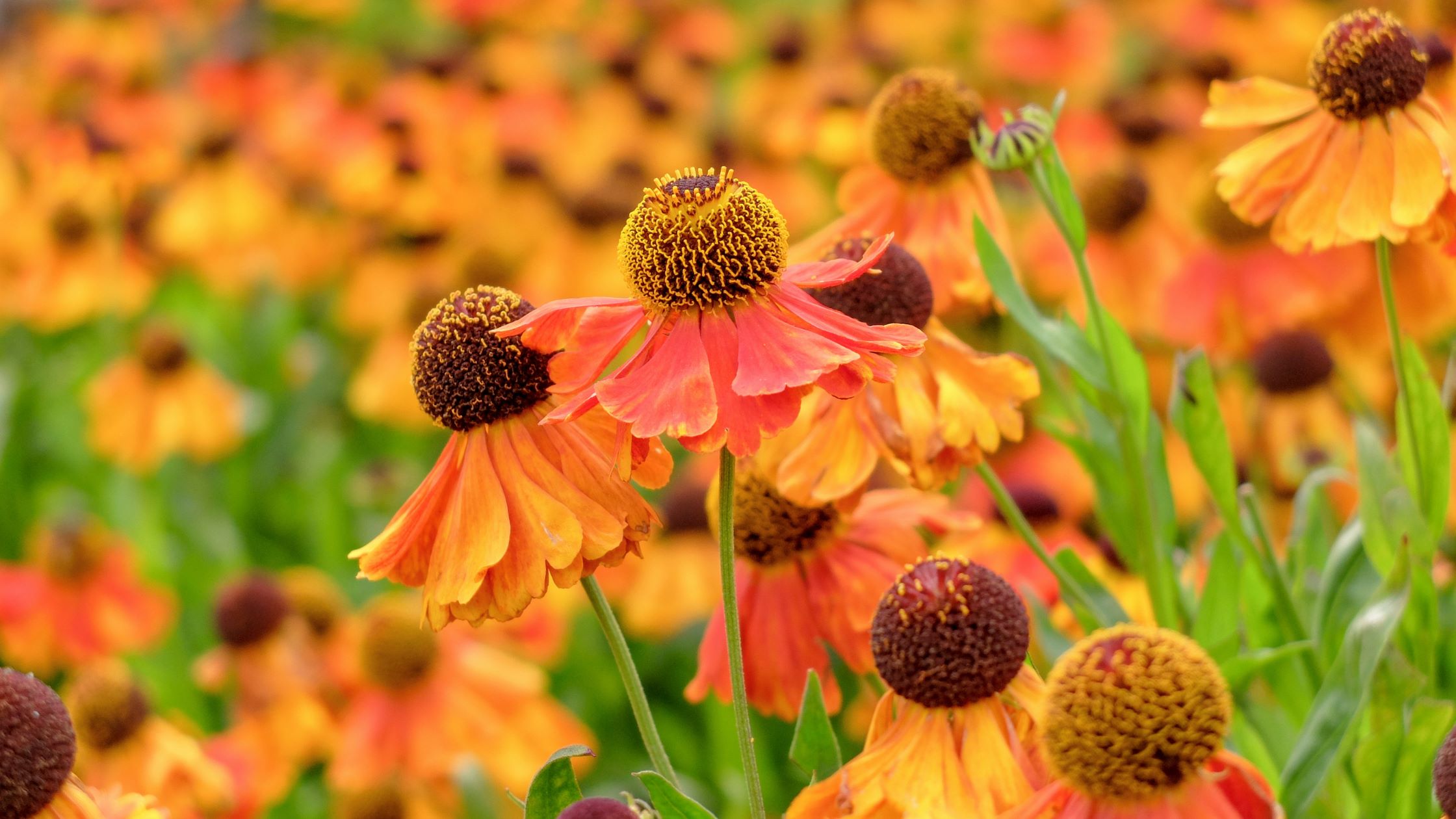 What Perennials Should Be Cut Back In The Fall