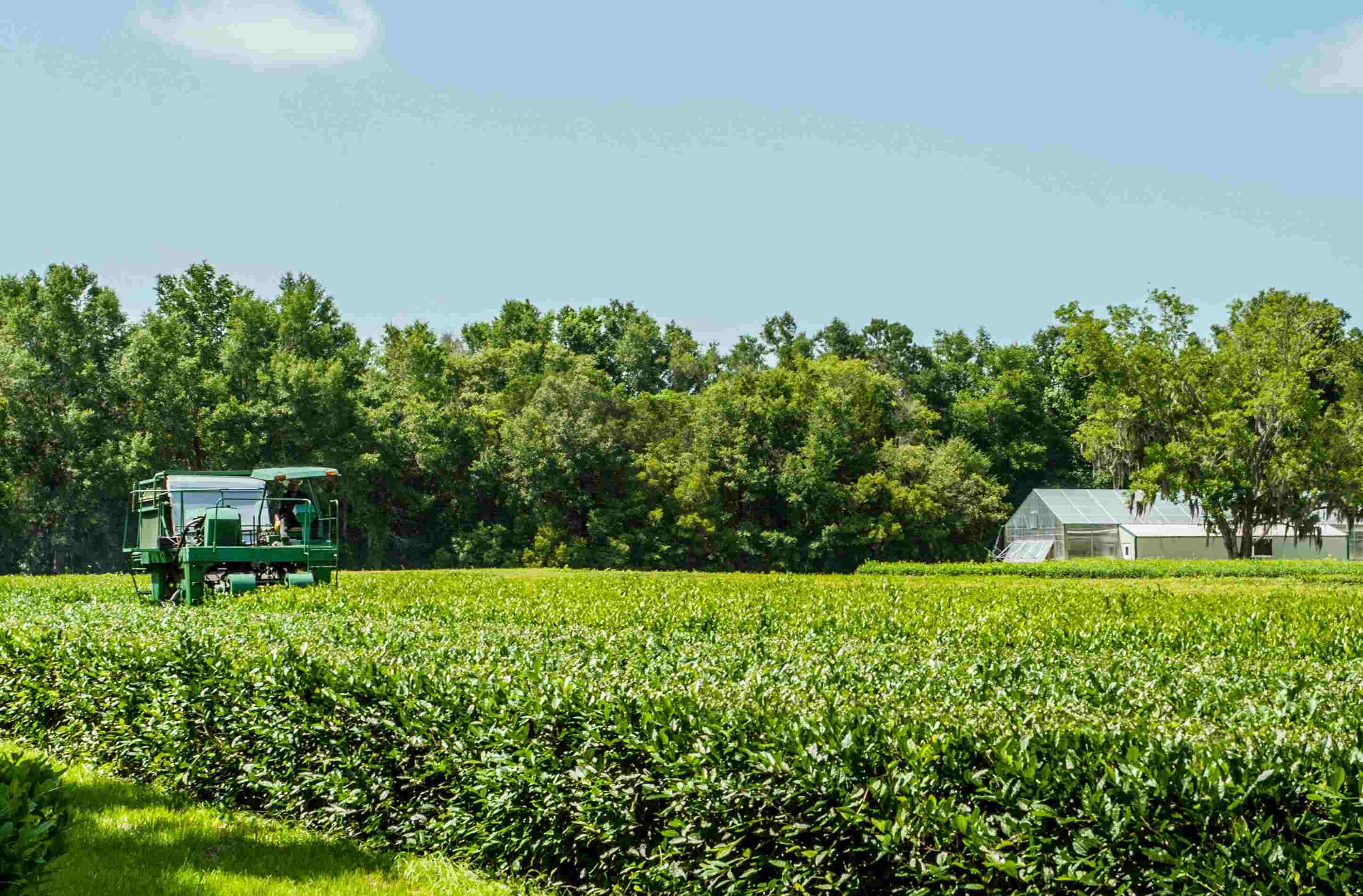 What Planting Zone Is Charleston South Carolina