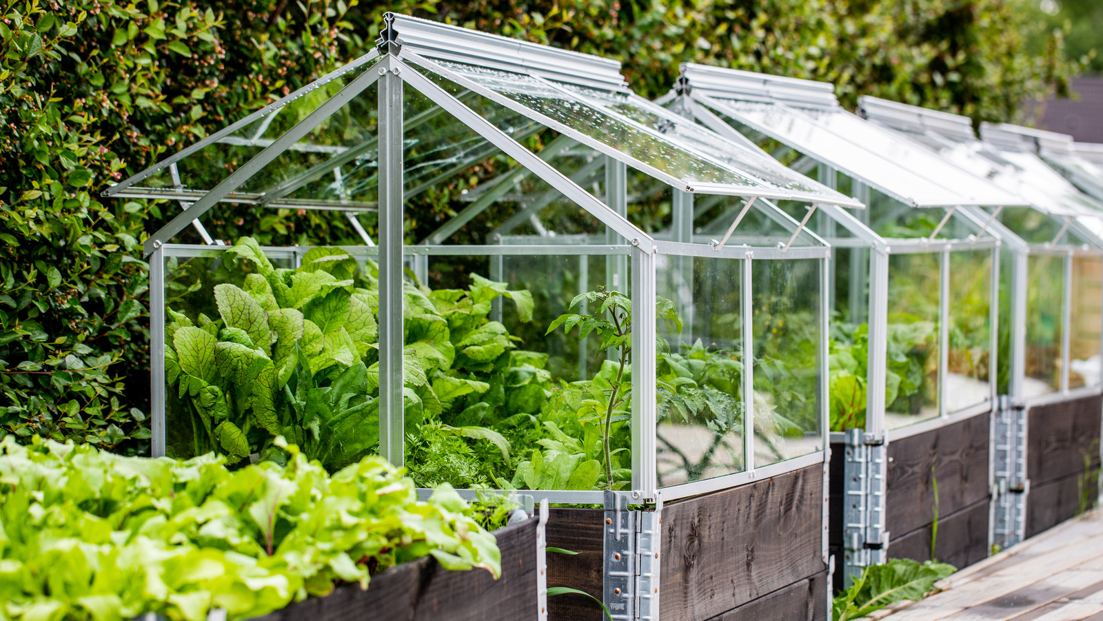 What Plants Can Grow In A Greenhouse