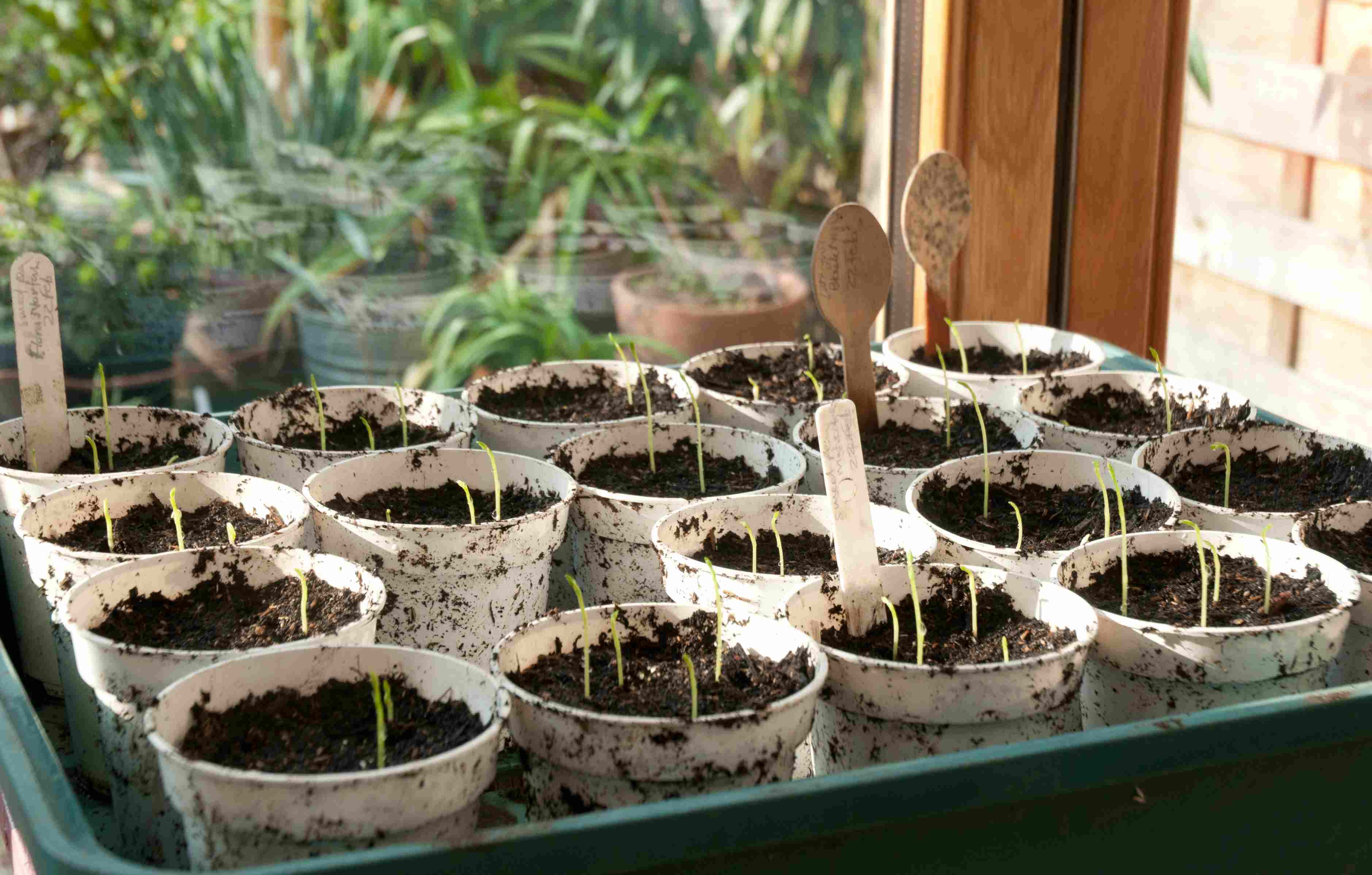 What Seeds To Start Indoors In February