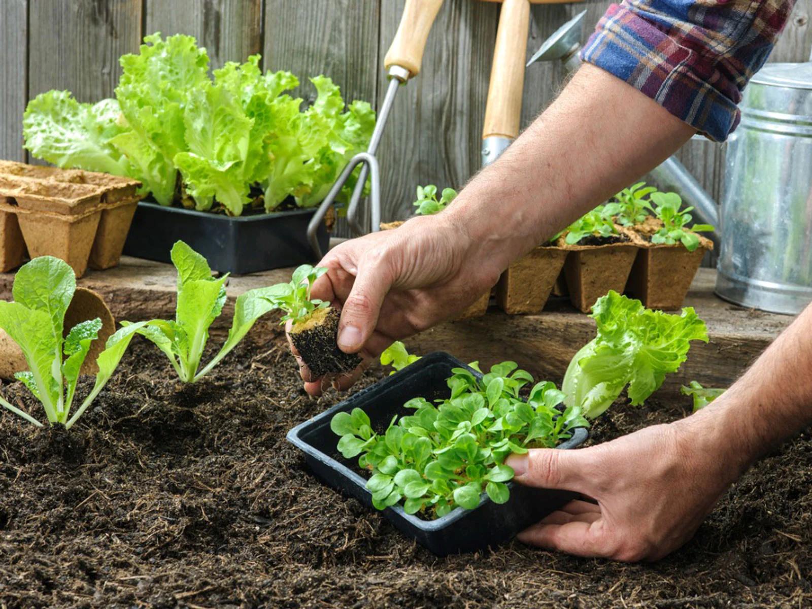 What Soil To Use For Planting Vegetables