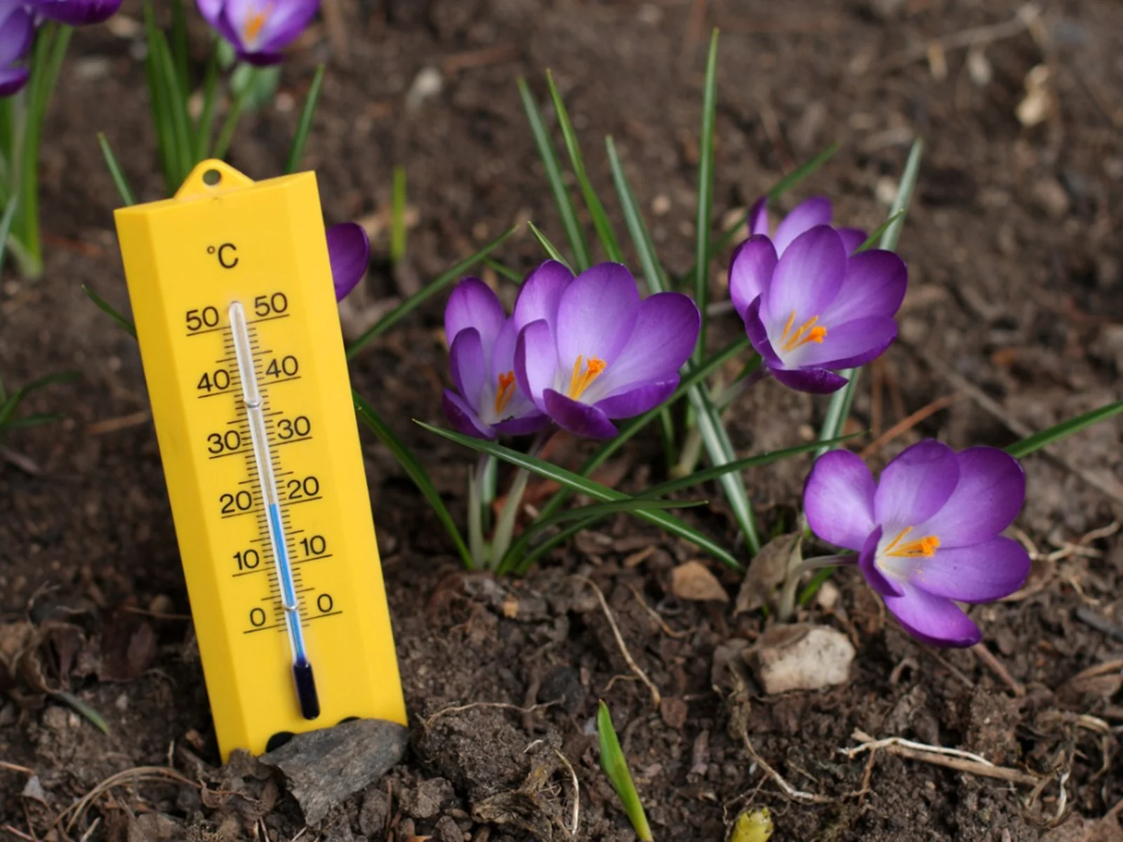 What Temperature Can You Start Planting