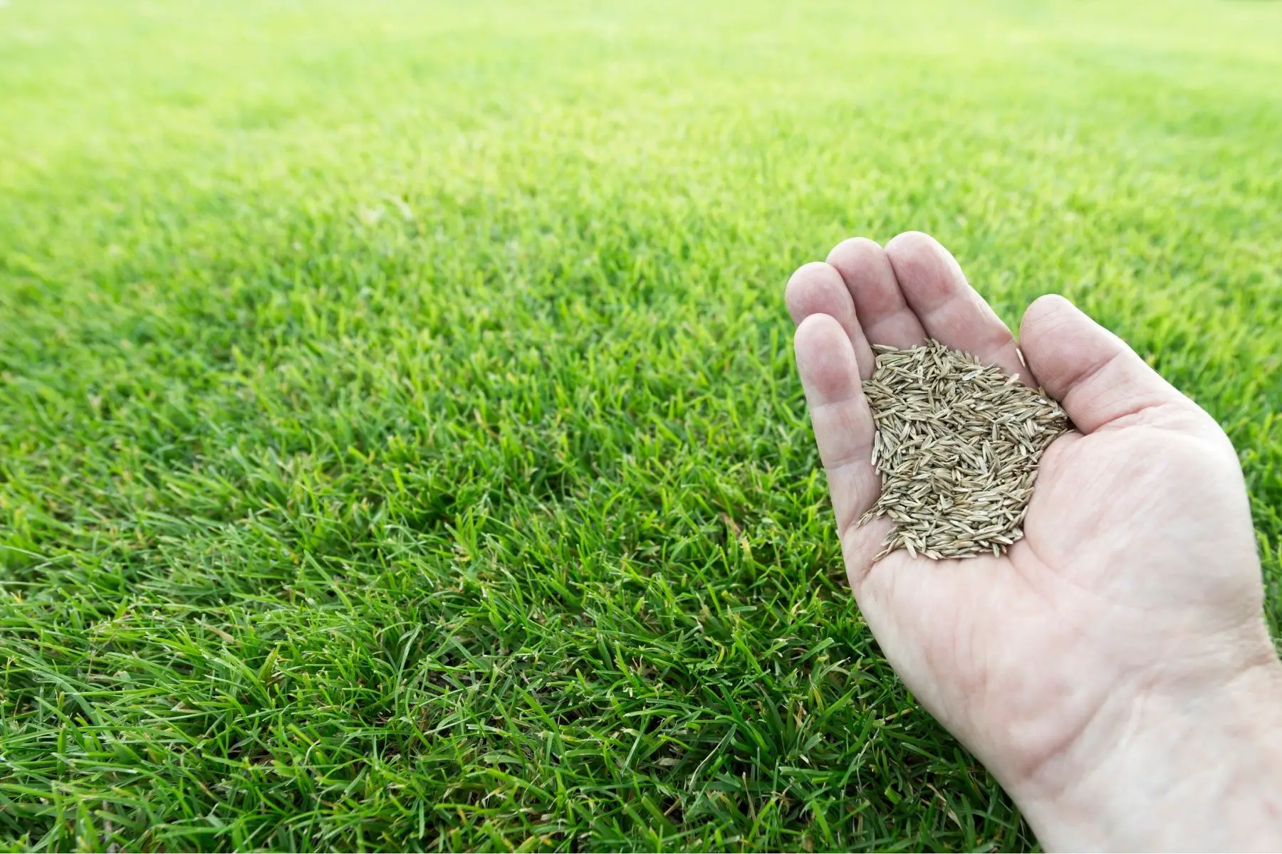 What Temperature Is Best For Planting Grass Seed