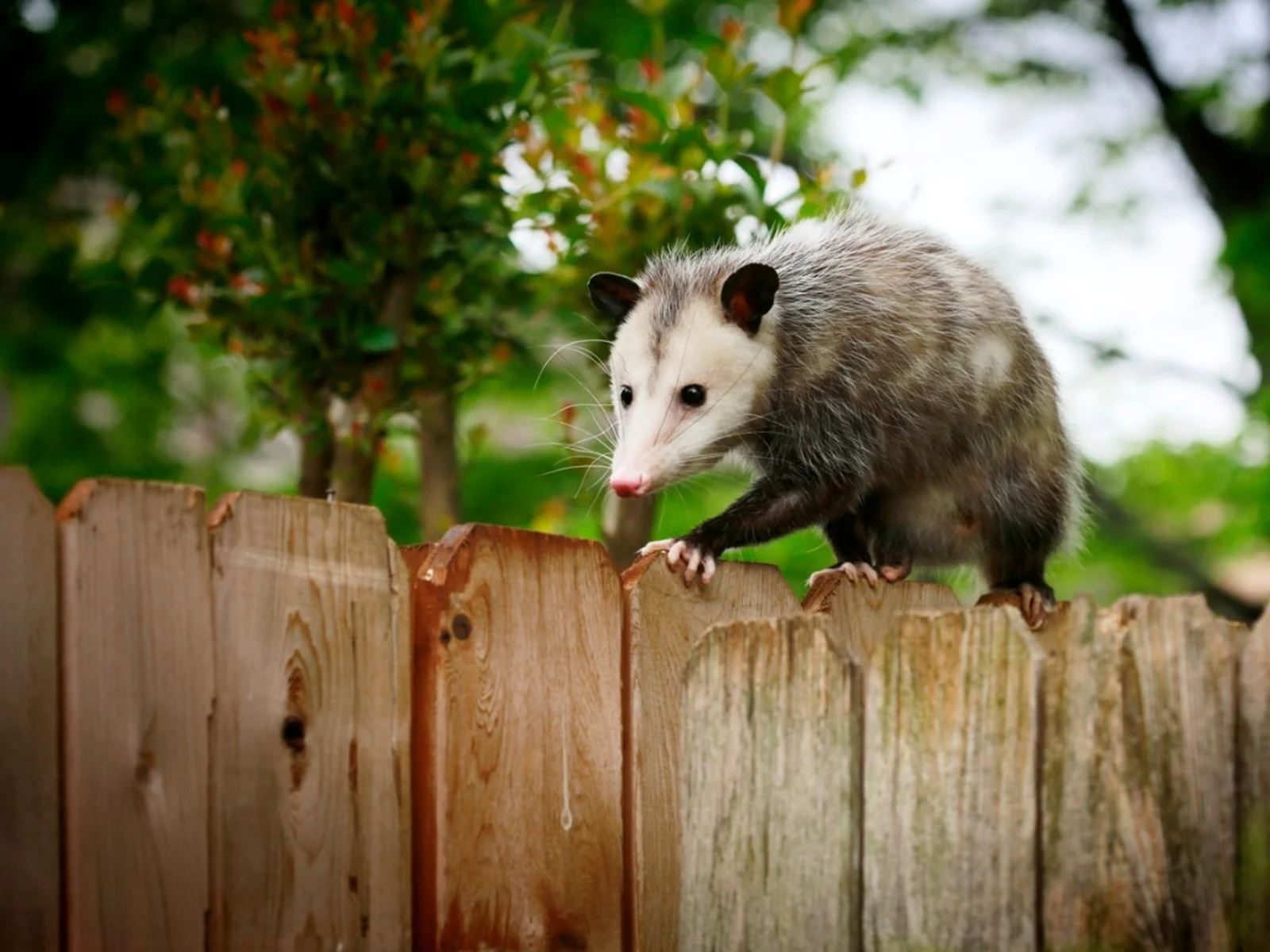 What To Do If There’s A Possum In Your Backyard