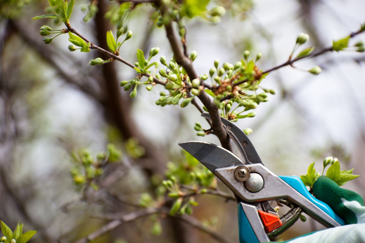 What To Do With Branches After Pruning
