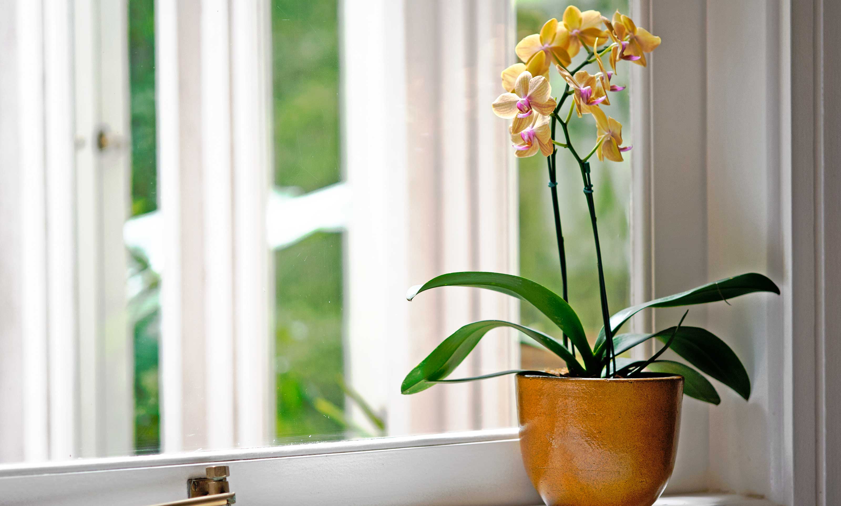 What To Do With Orchids When Flowers Fall Off