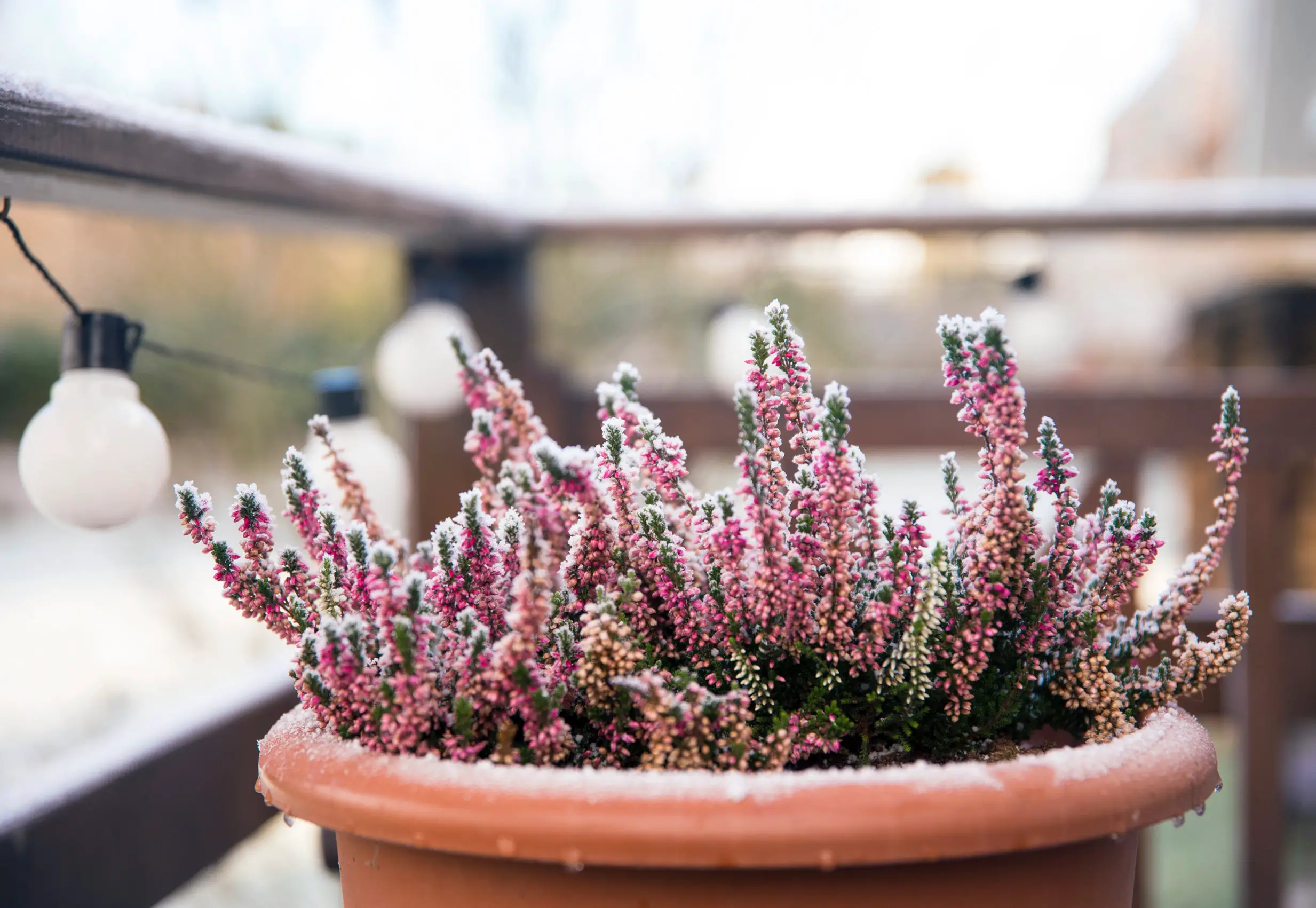 What To Do With Potted Perennials In Winter