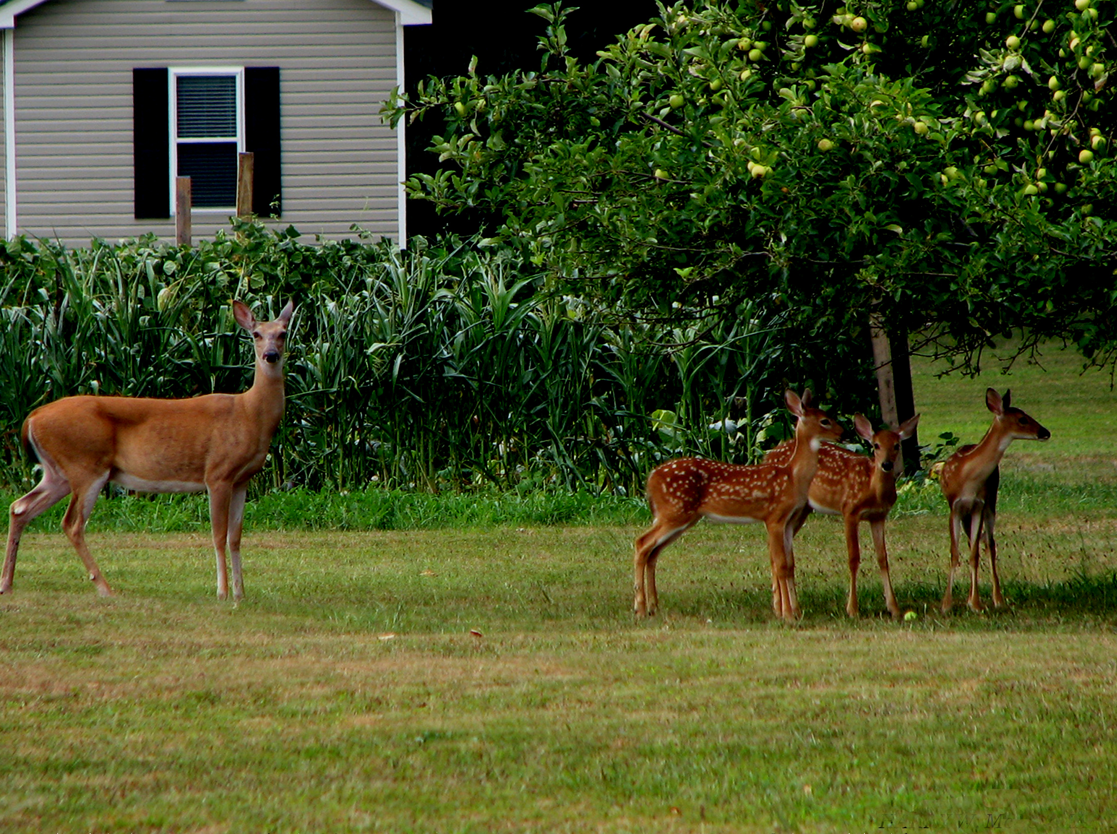 What To Feed Deer In Backyard