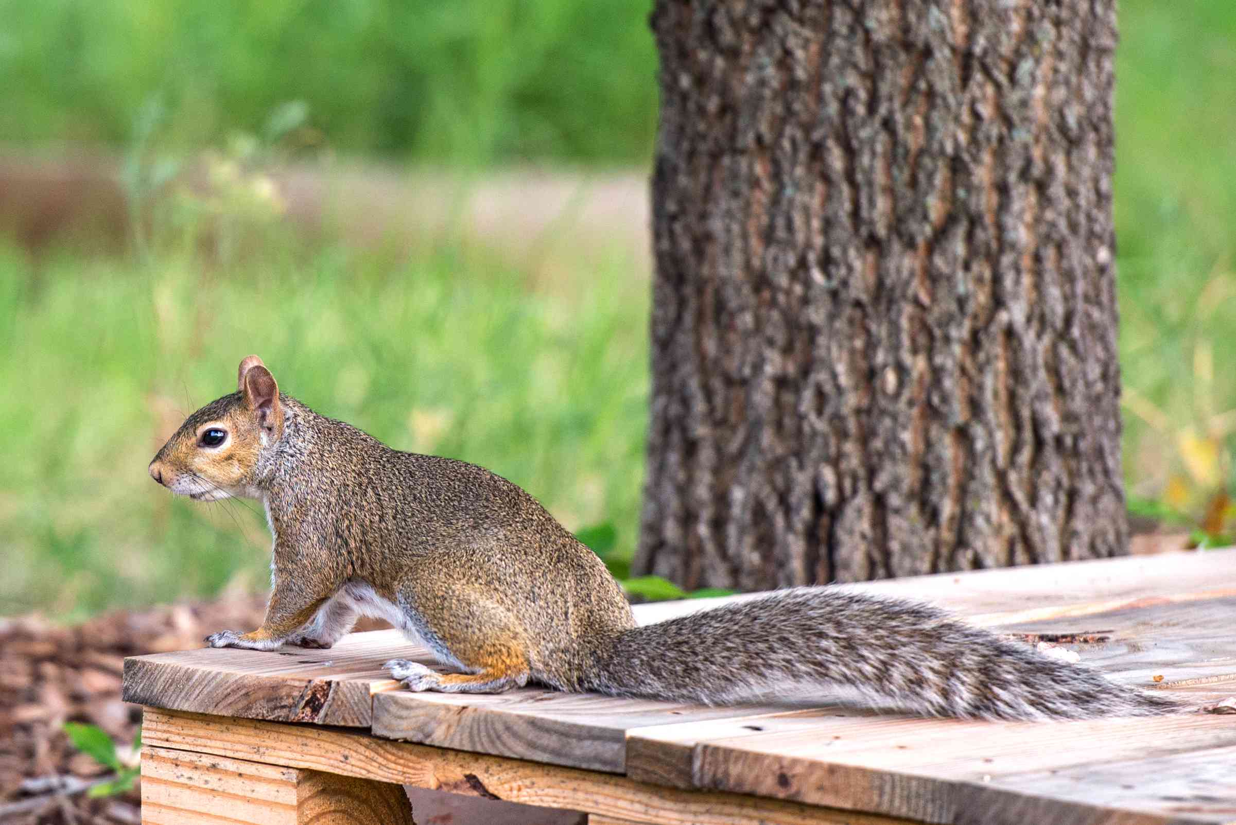 What To Feed Squirrels In Backyard