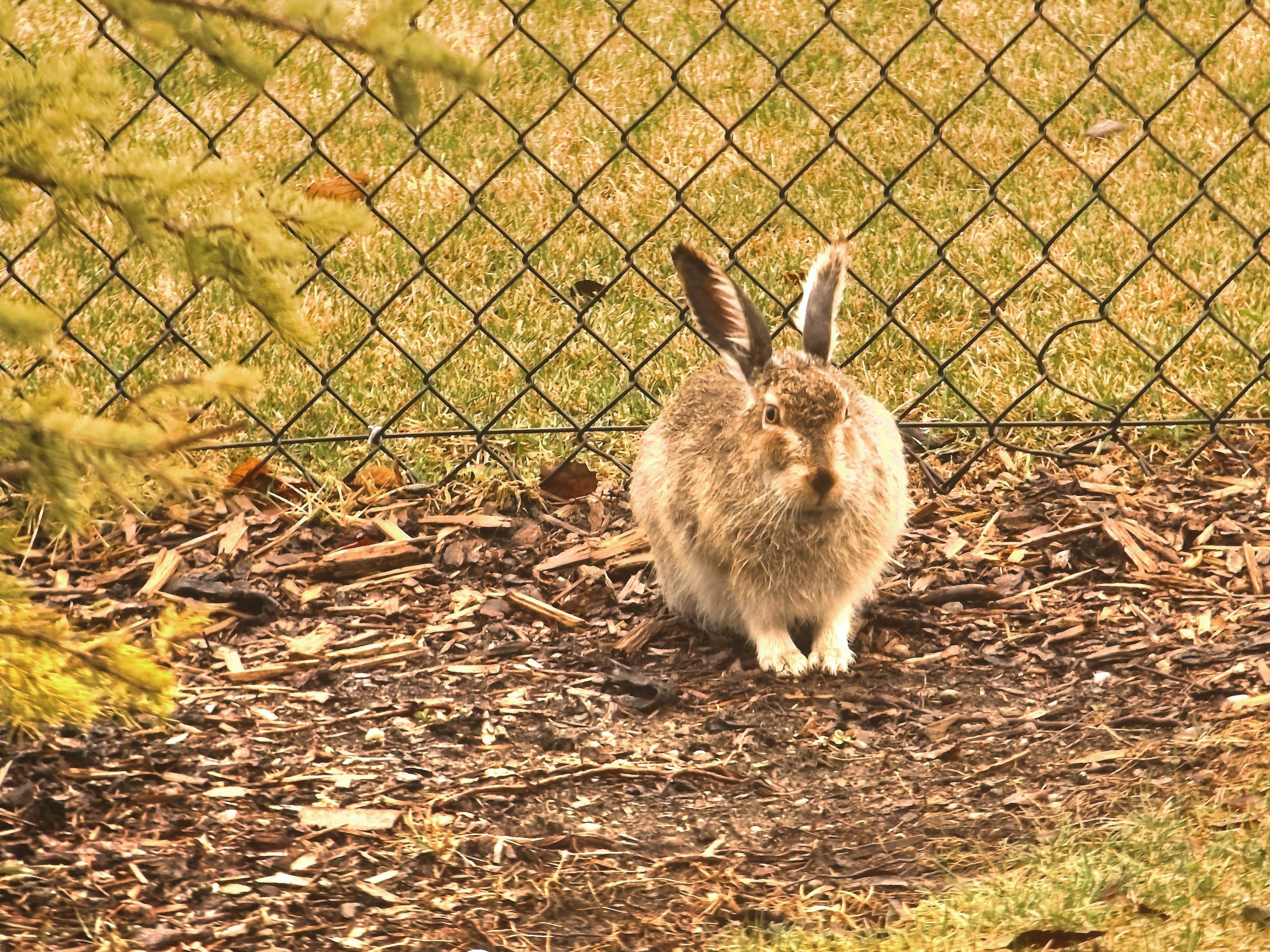 What To Feed Wild Rabbits In My Backyard