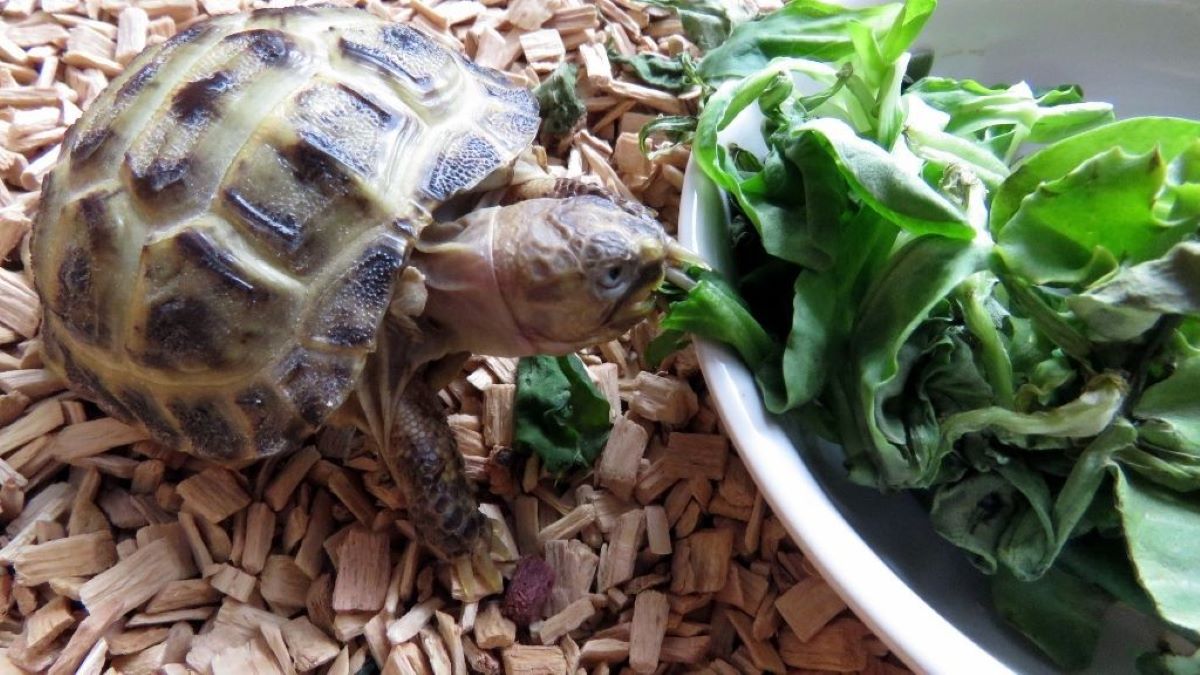 What Vegetables Can A Sulcata Tortoise Eat