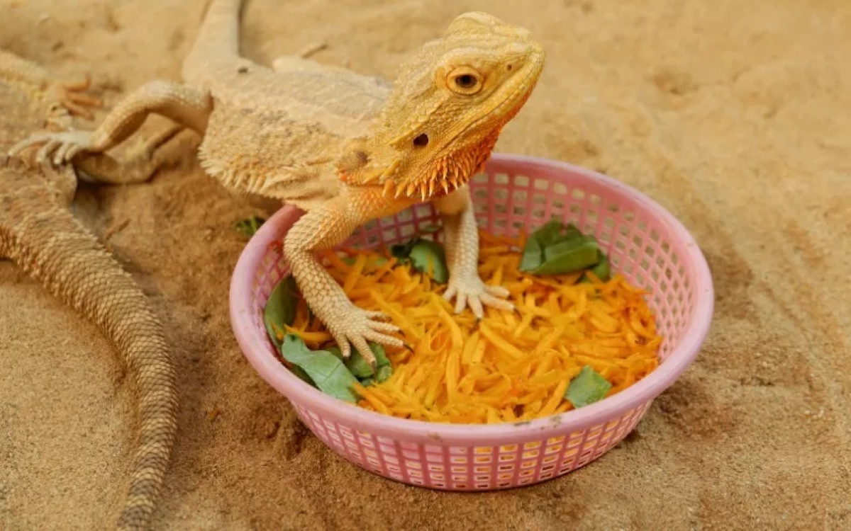 What Vegetables Can Bearded Dragons Have