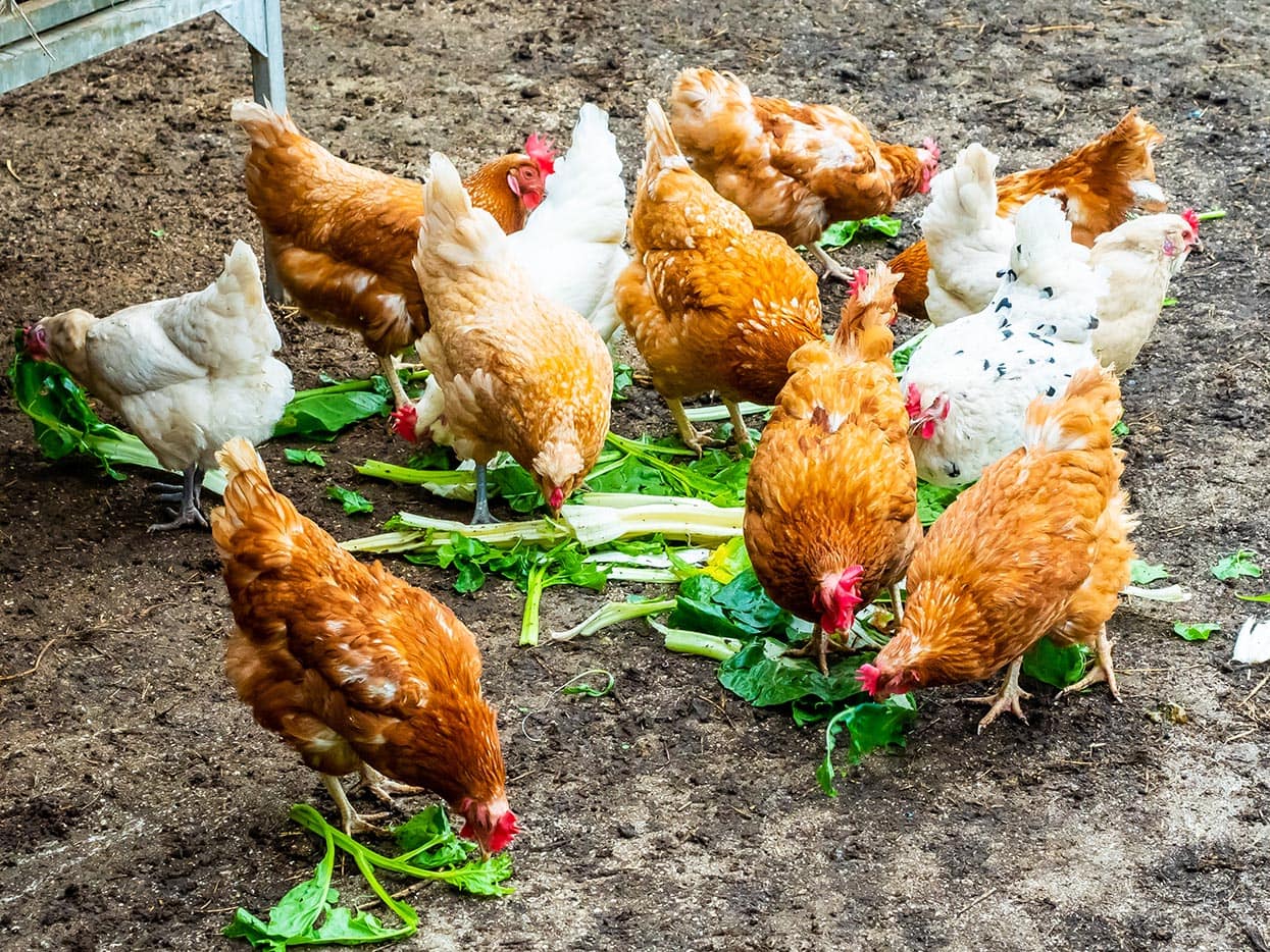 What Vegetables Can Chickens Eat