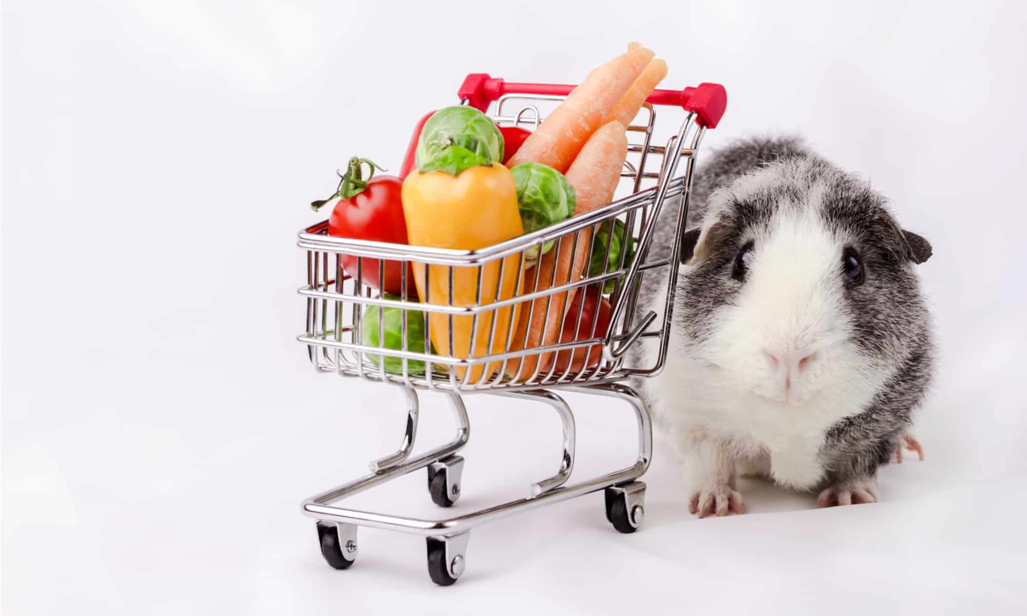 What Vegetables Can Guinea Pigs Have