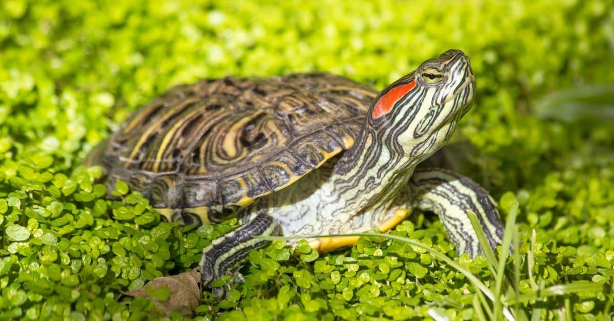 What Vegetables Can Red Eared Sliders Eat