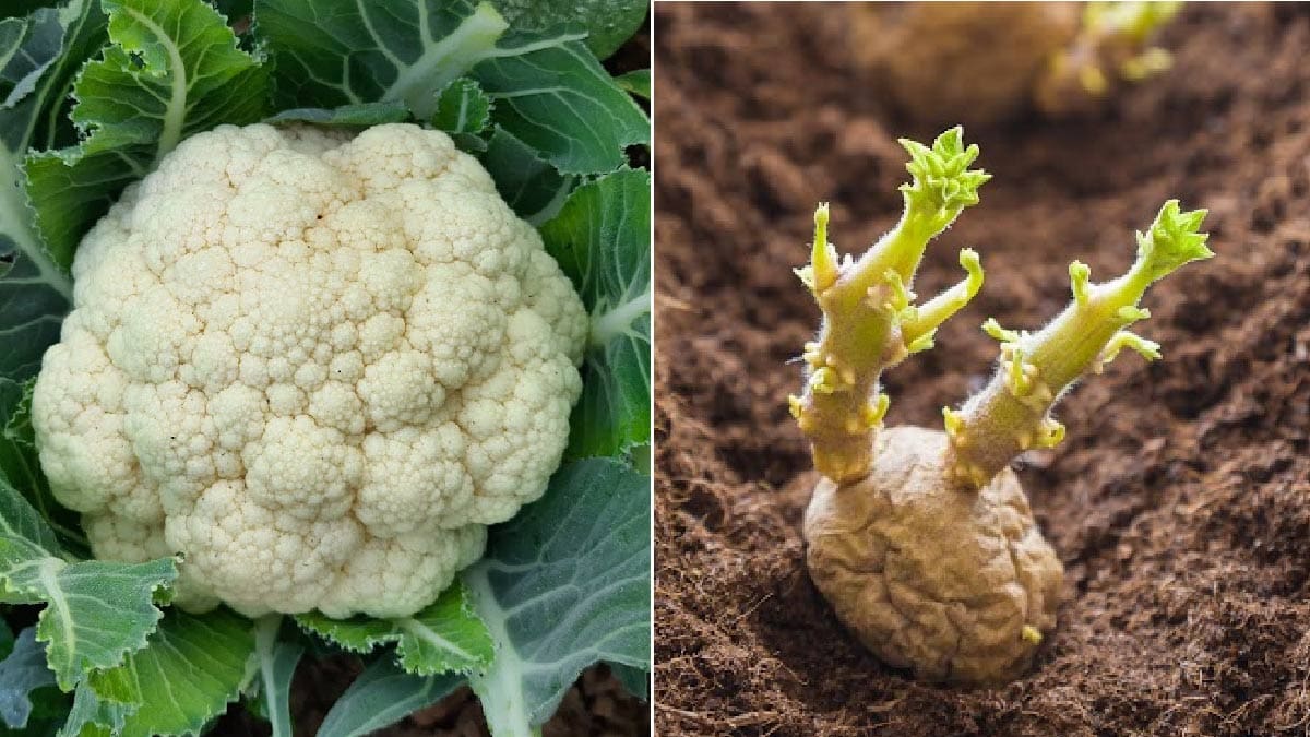 What Vegetables Grow In Clay Soil