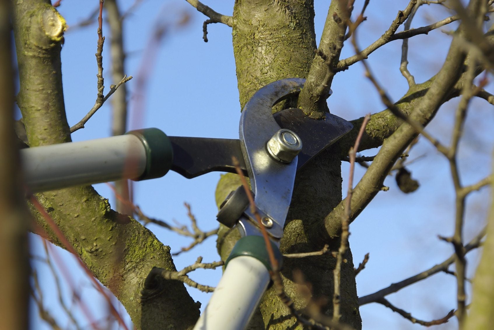 When Is The Best Time For Pruning Trees