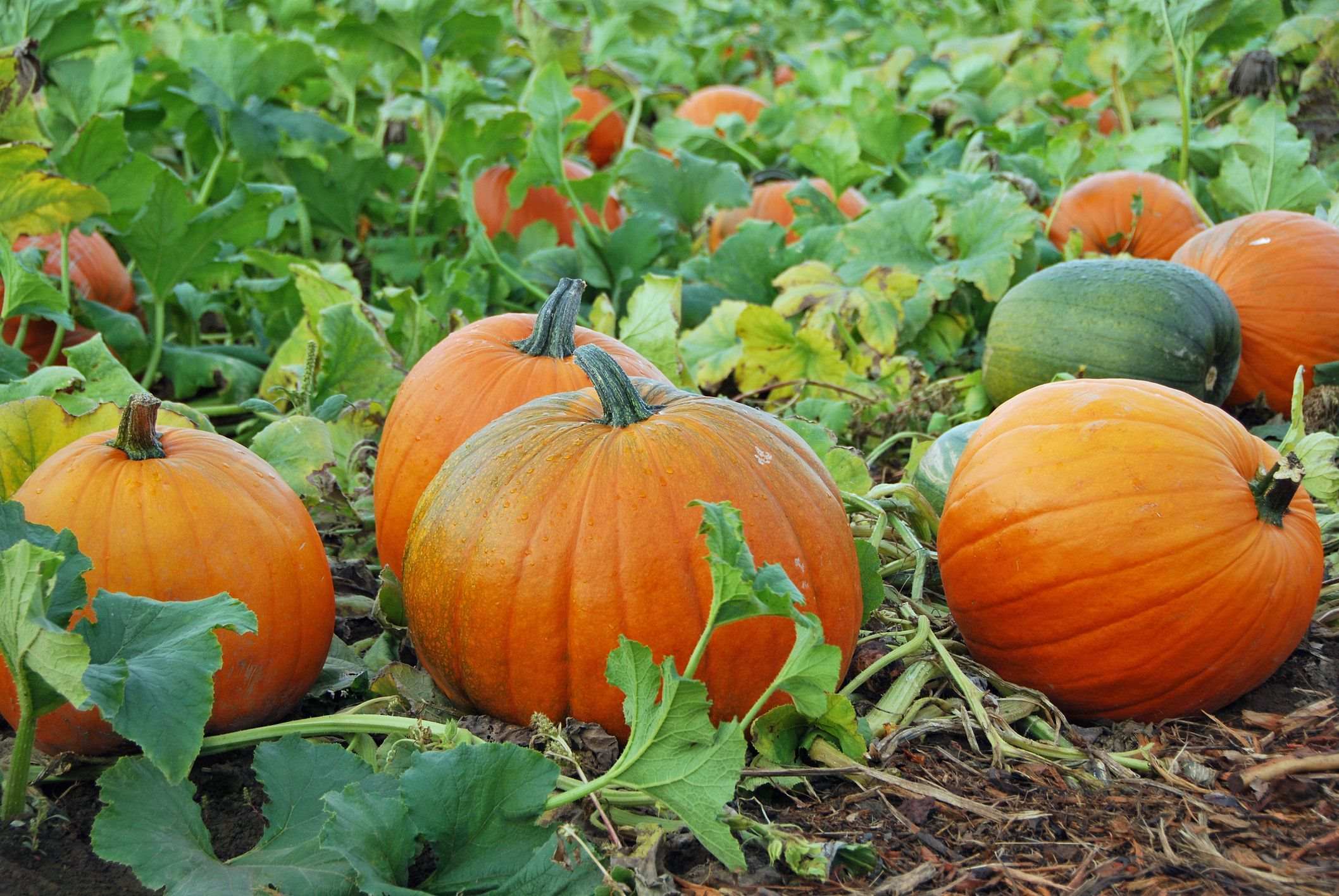 When Should Pumpkin Seeds Be Planted