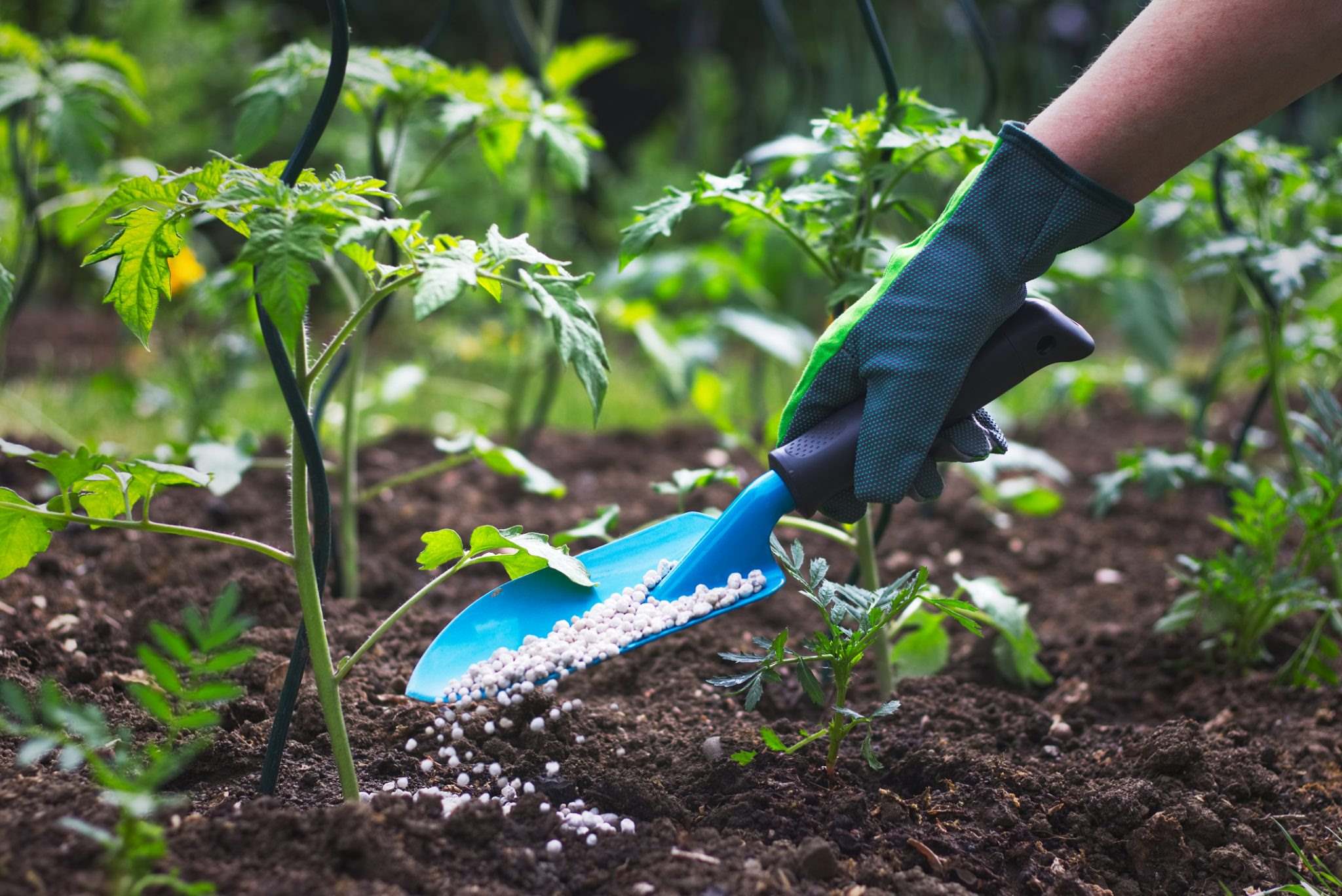When To Fertilize Tomatoes After Planting