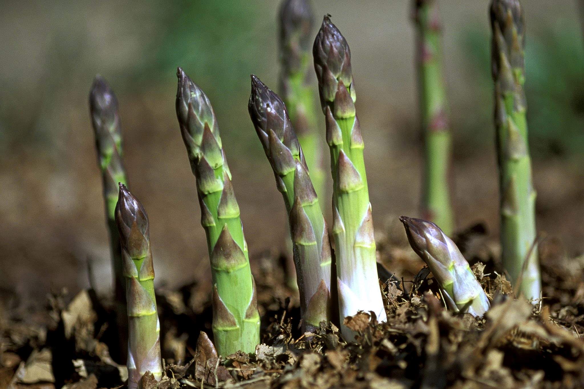 When To Plant Asparagus Seeds