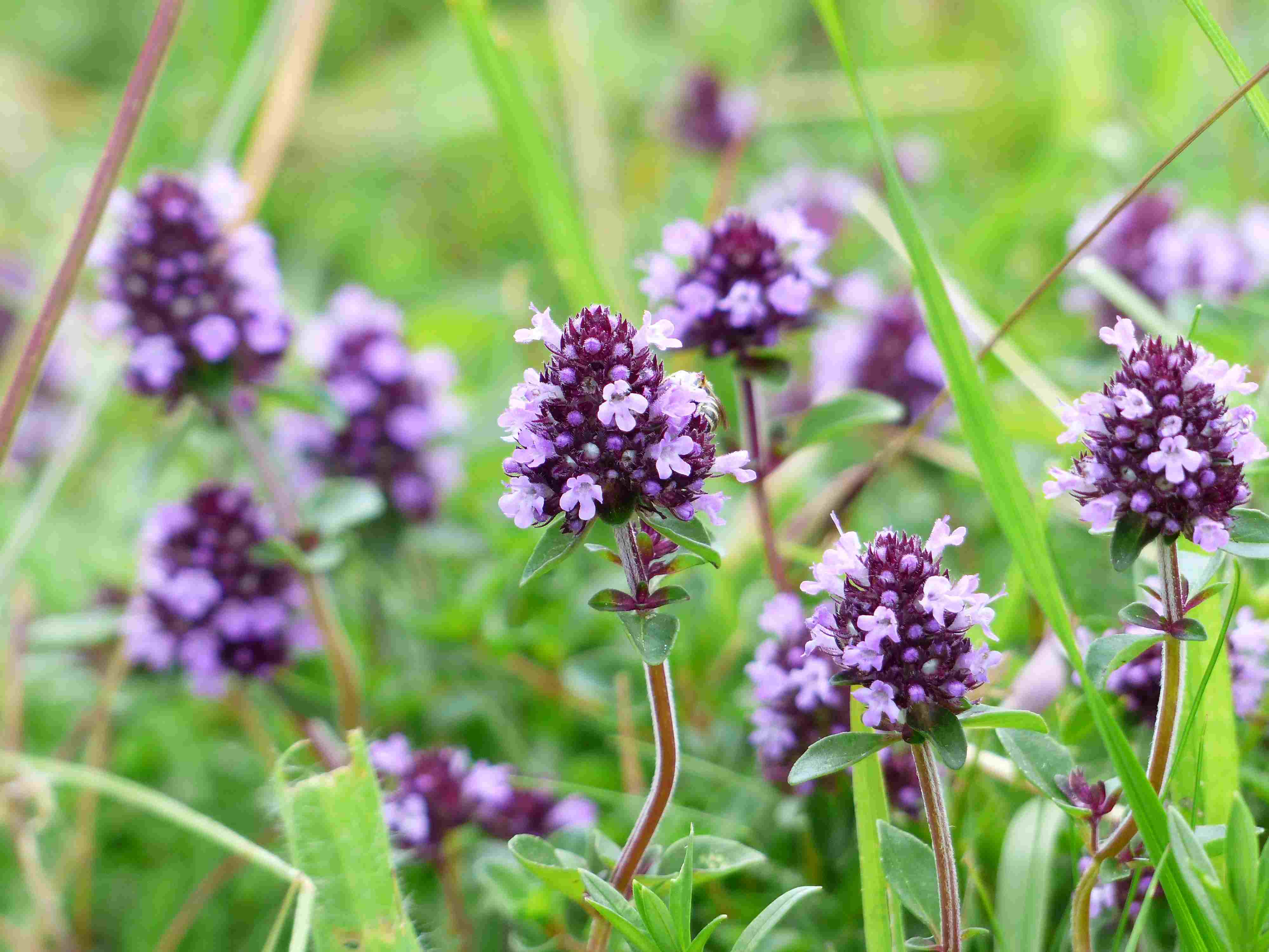 When To Plant Creeping Thyme Seeds
