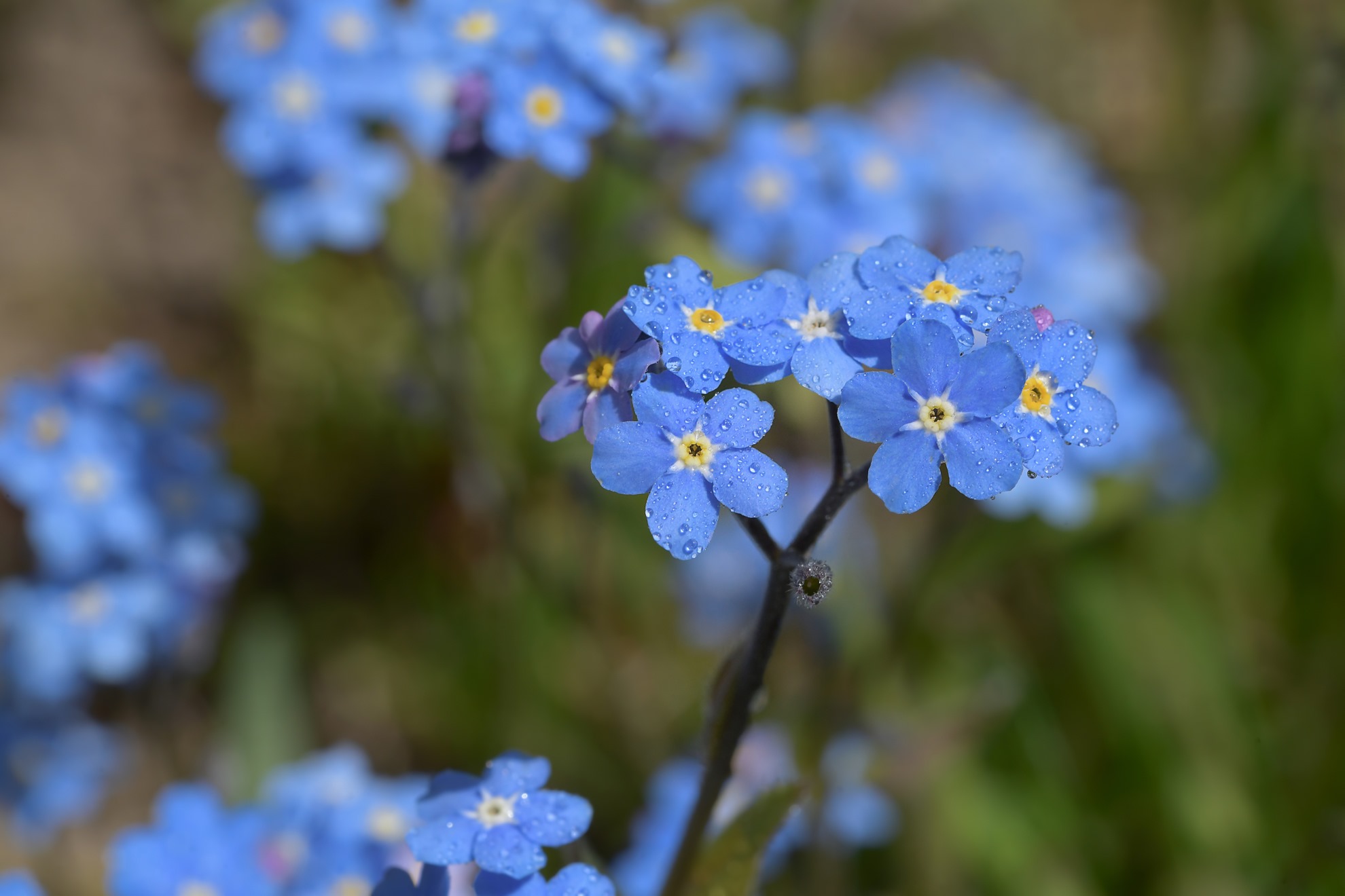 When To Plant Forget Me Not Seeds
