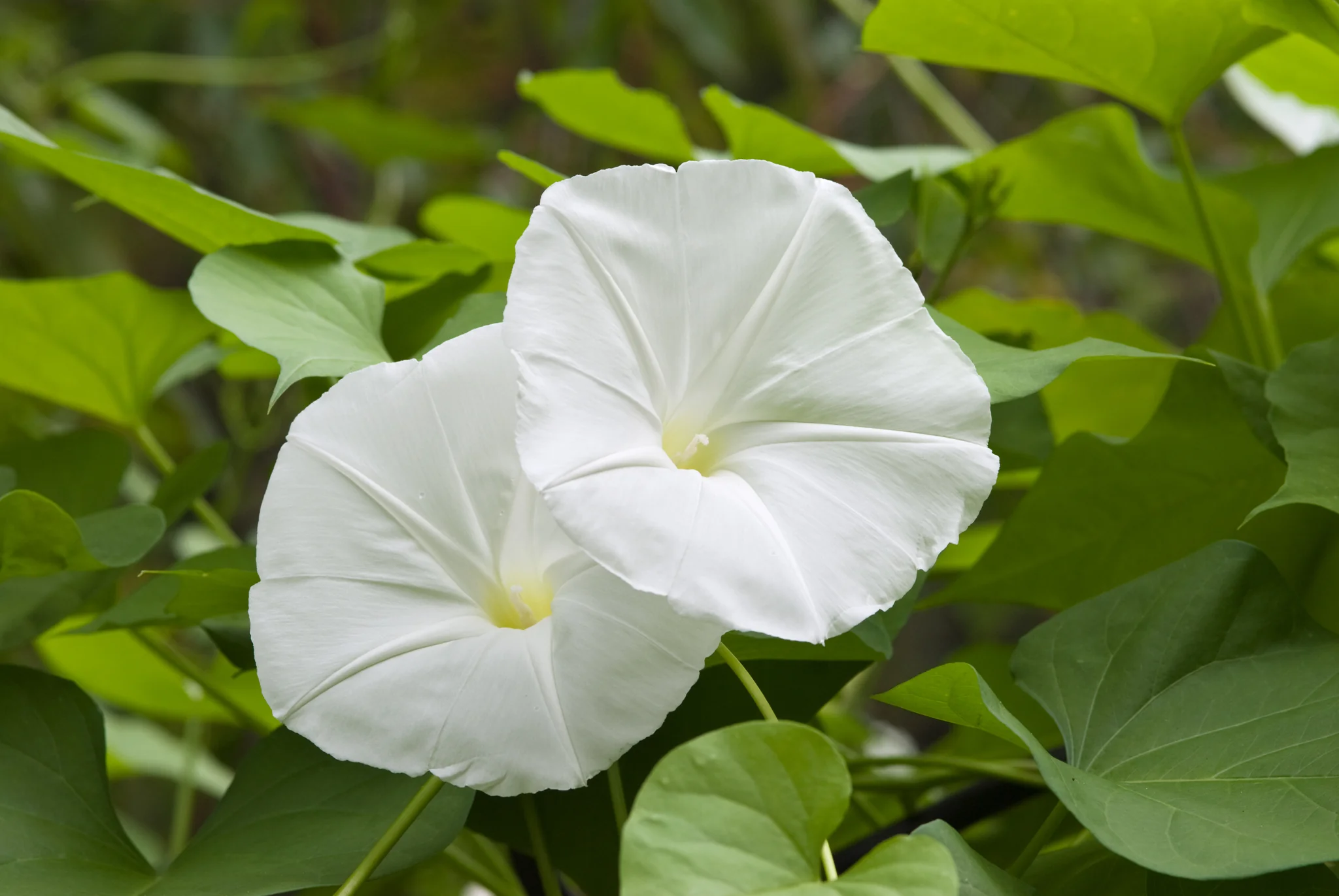 When To Plant Moonflower Seeds