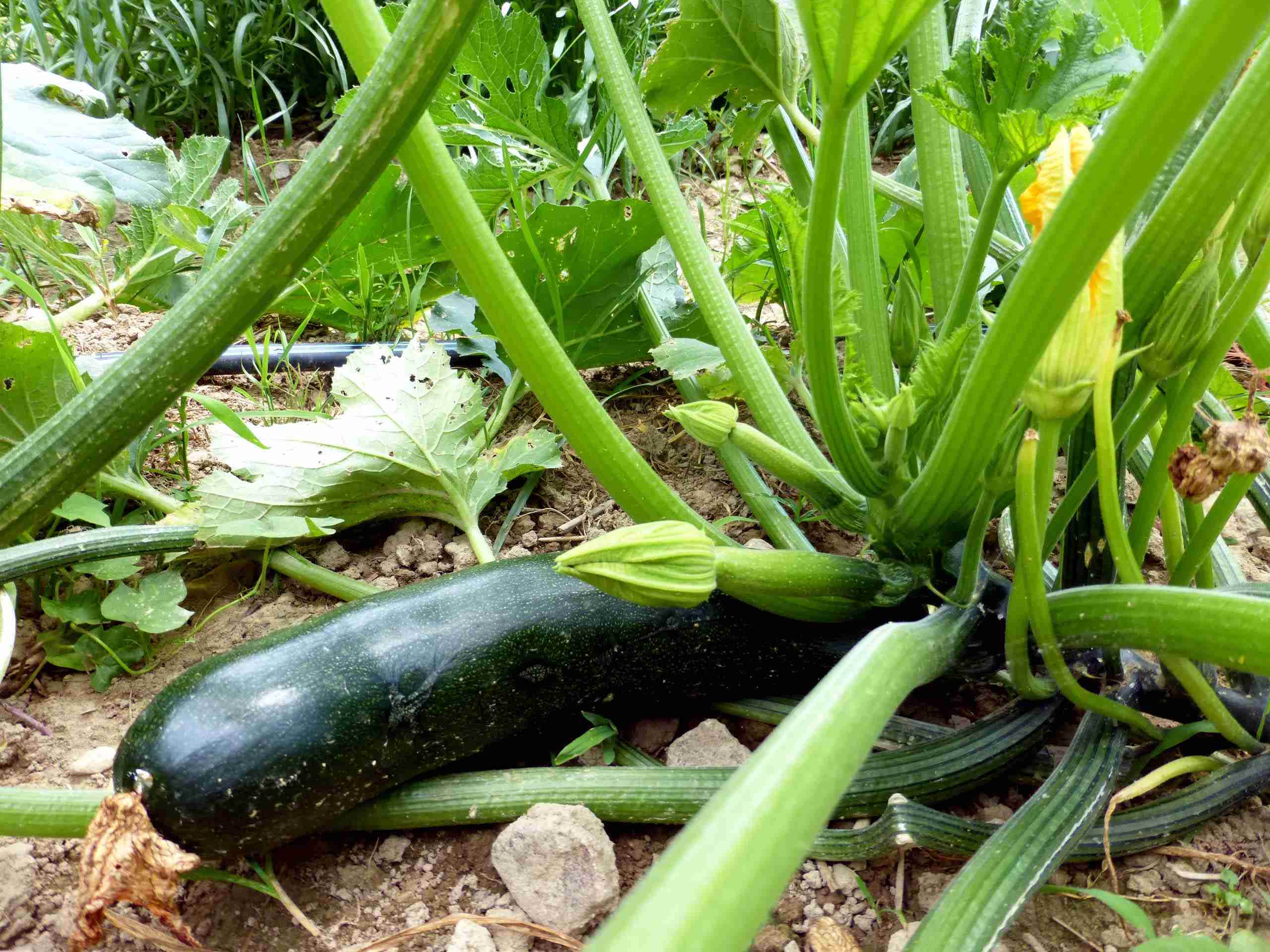 When To Plant Zucchini Seeds