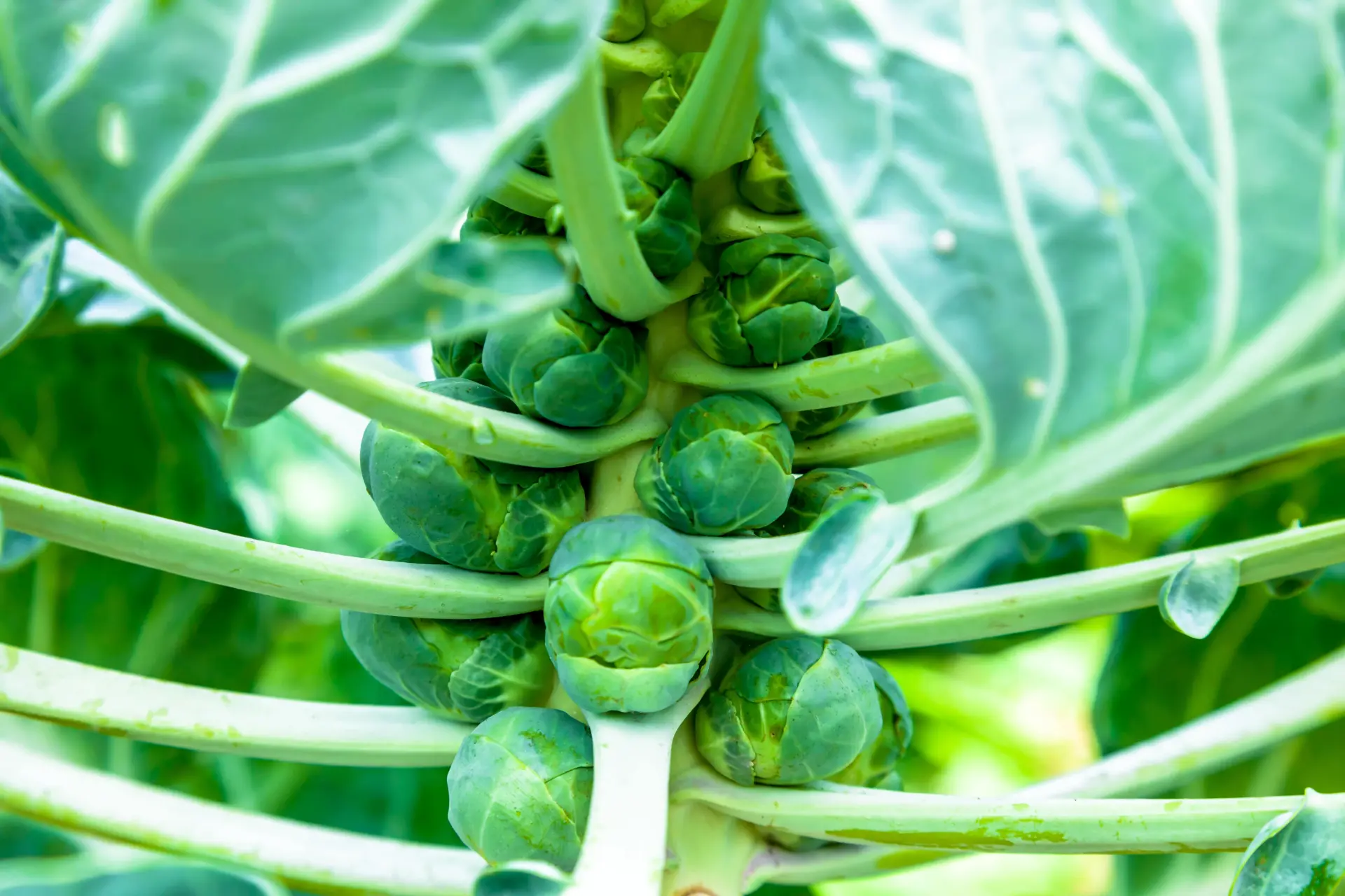 When To Start Brussel Sprout Seeds