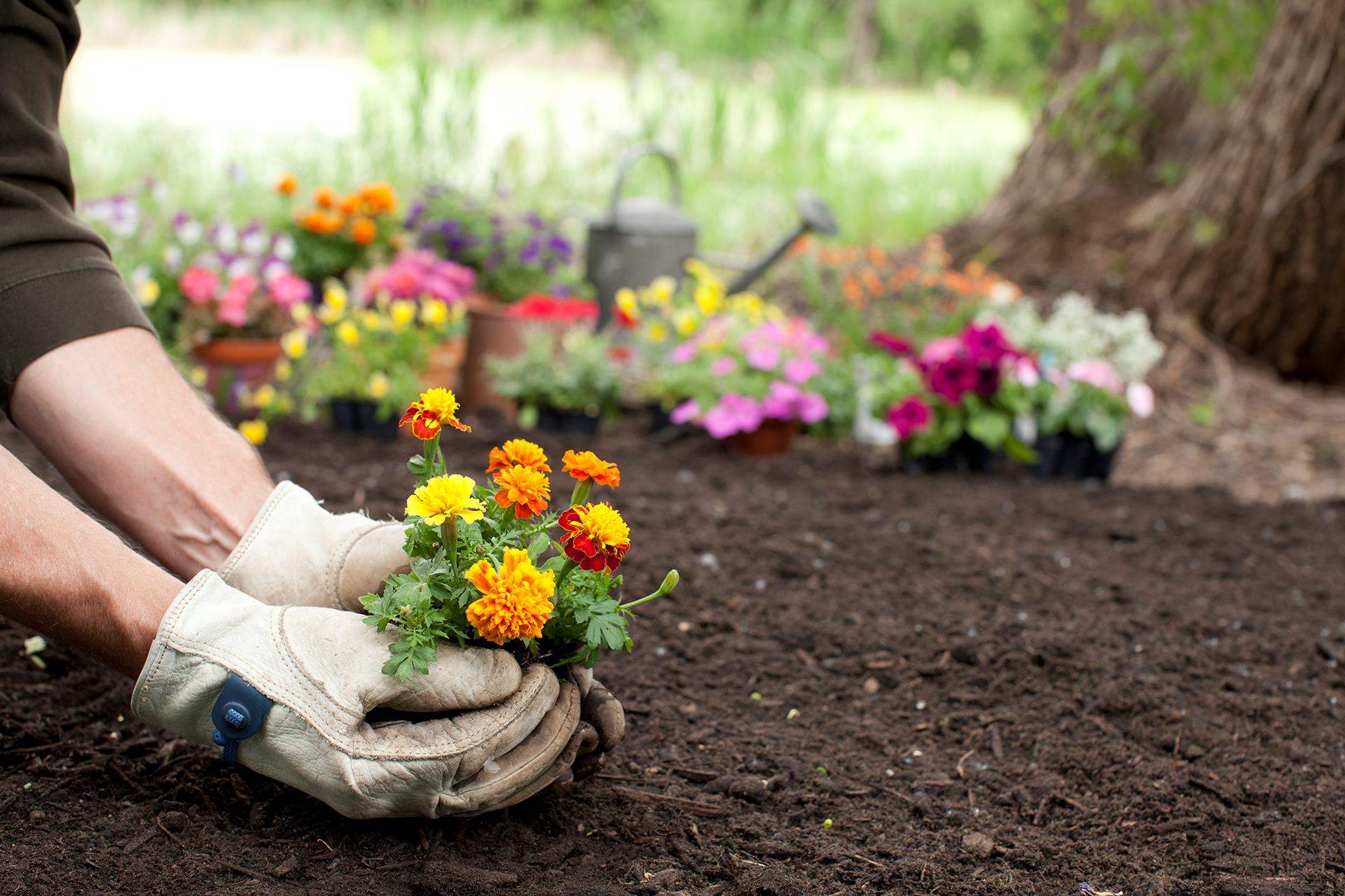 When To Start Planting Flowers