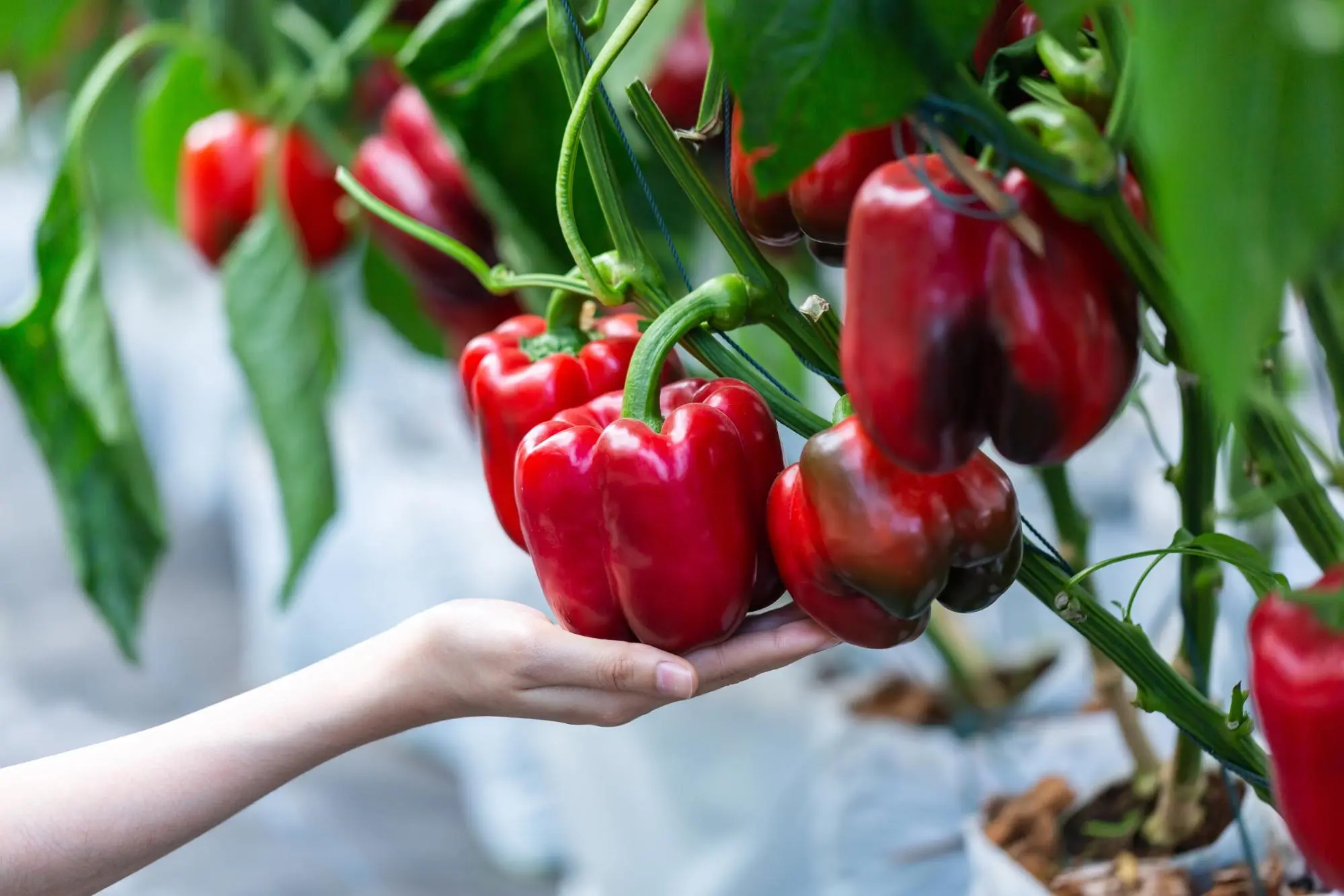 When To Start Planting Peppers