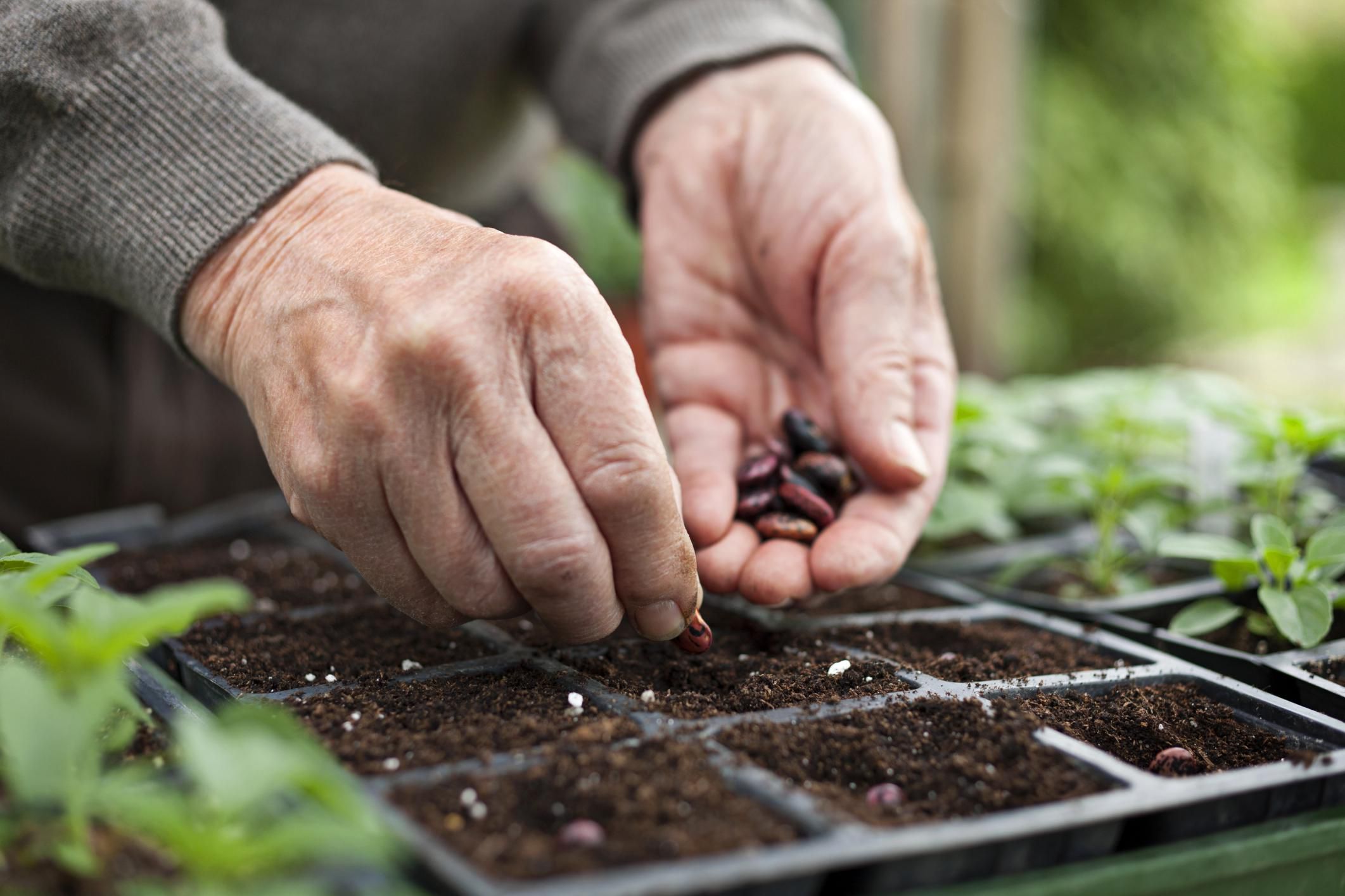 When To Start Planting Seeds