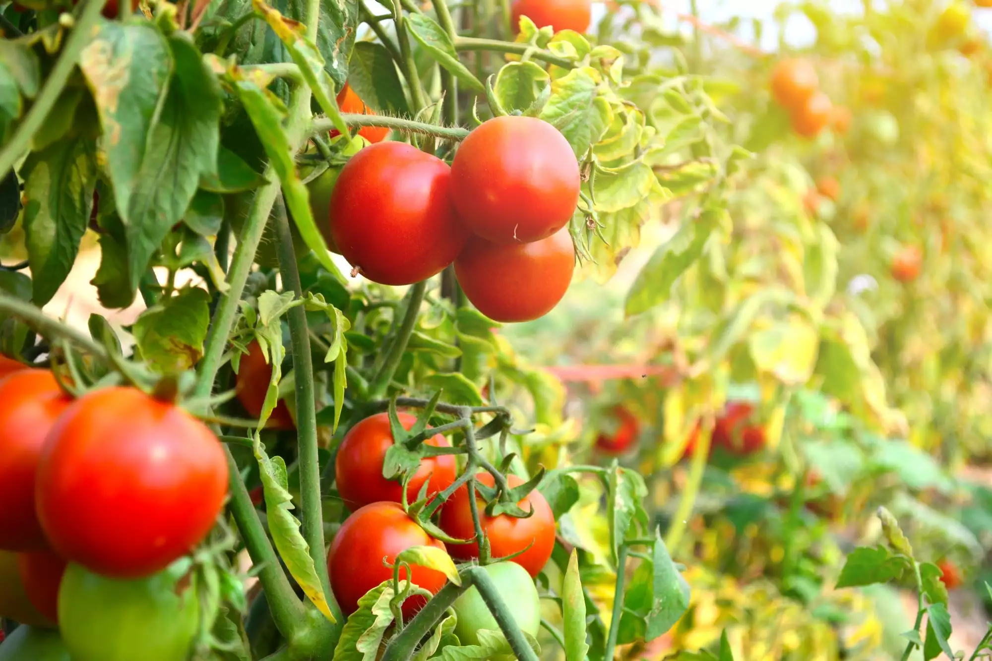When To Start Planting Tomato Seeds