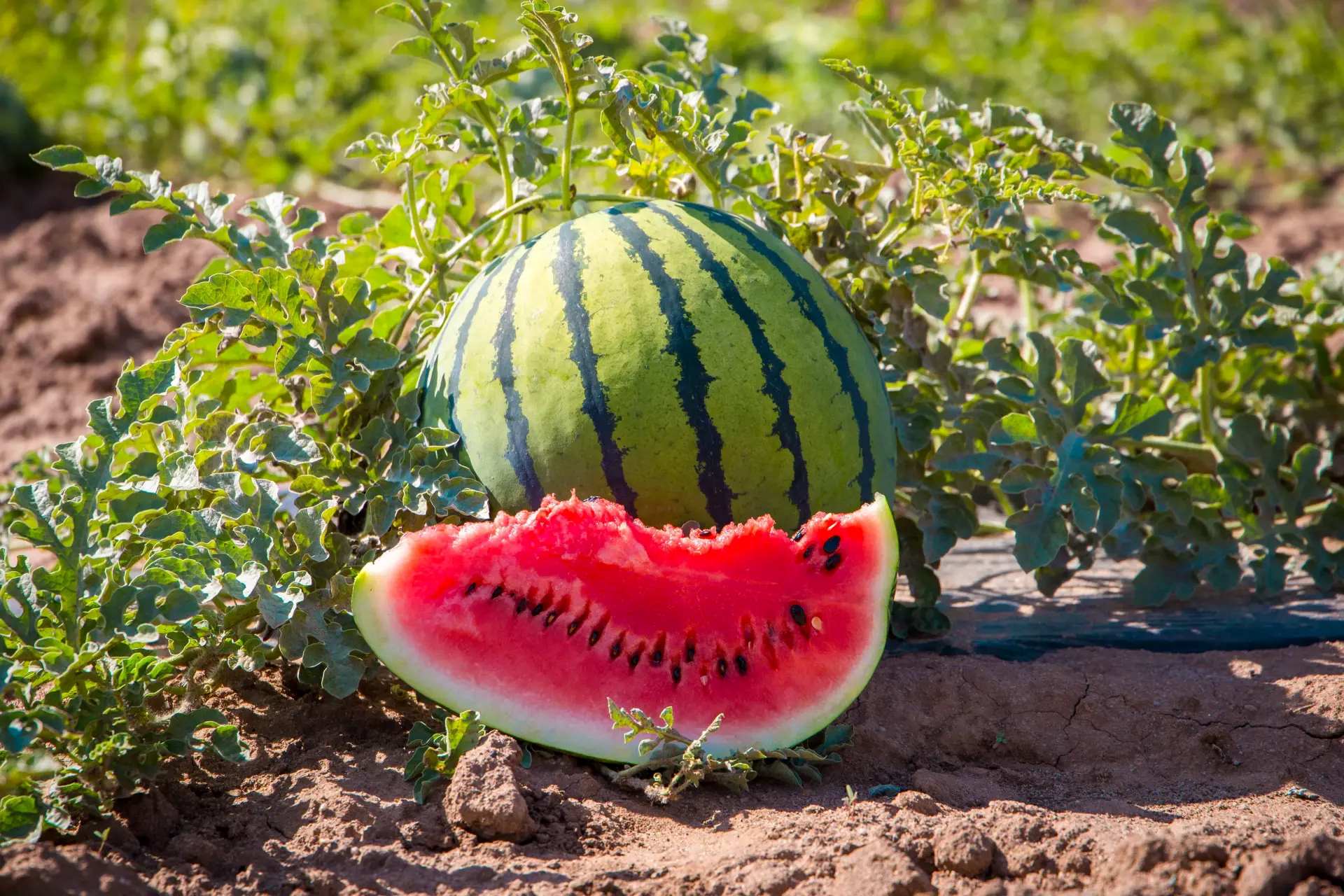 When To Start Planting Watermelon Seeds