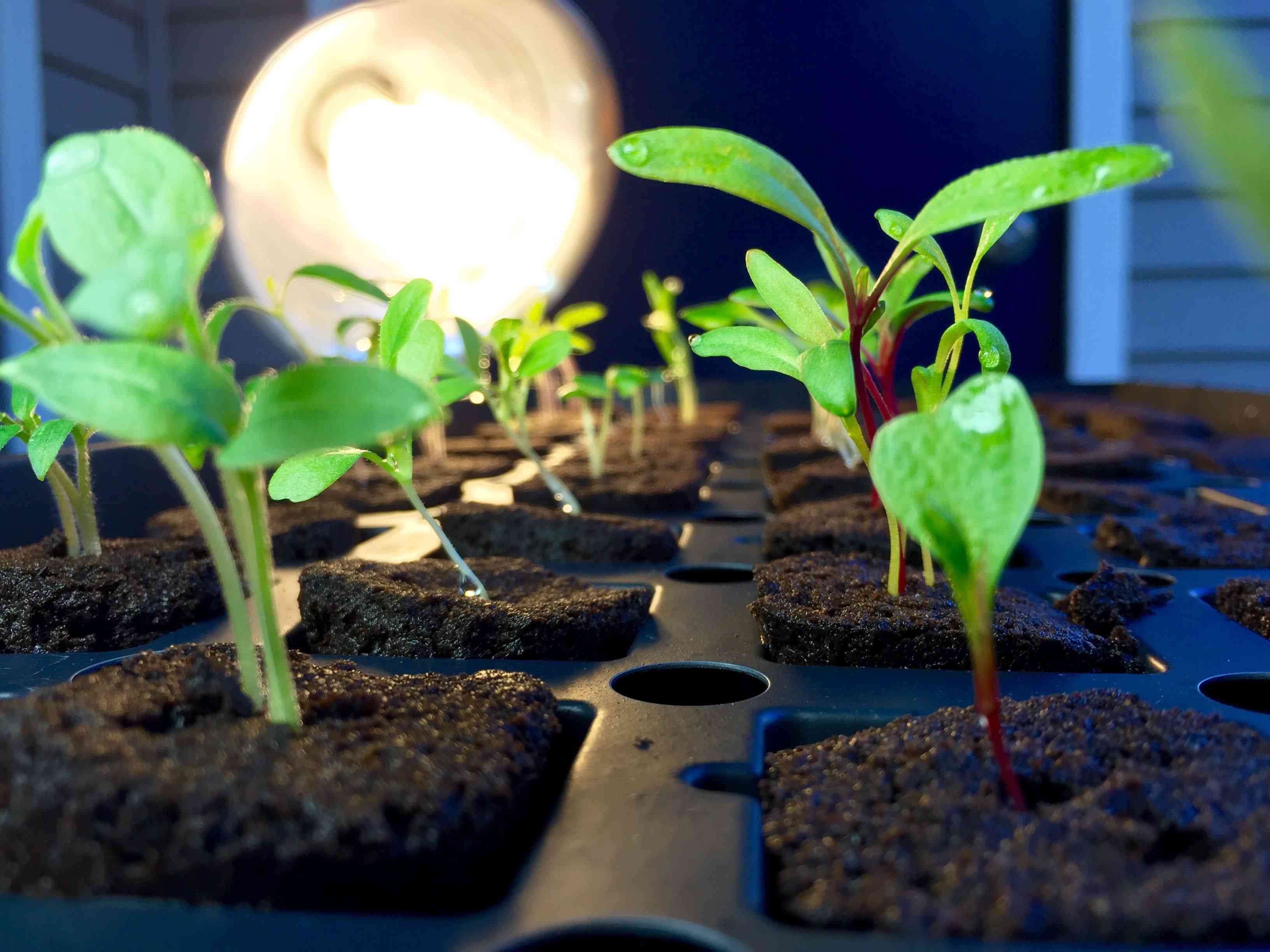 When To Transplant Seedlings To Hydroponics