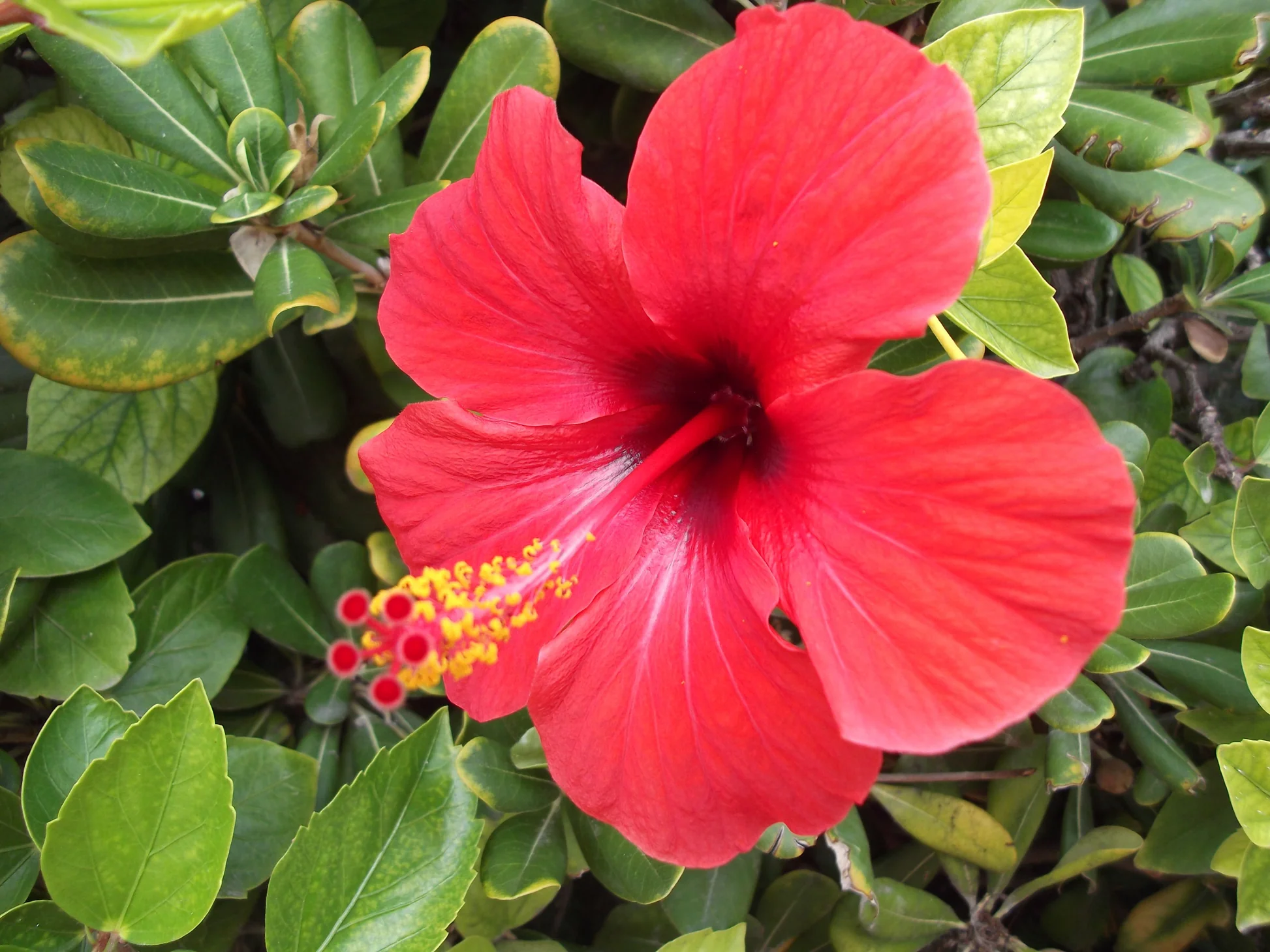 Where Can I Buy Hibiscus Flowers