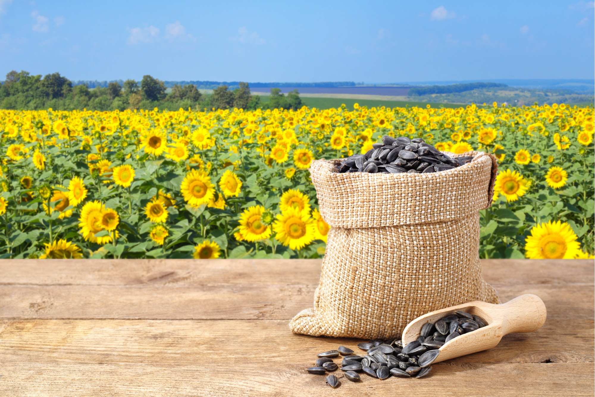 Where To Buy Bulk Sunflower Seeds For Planting