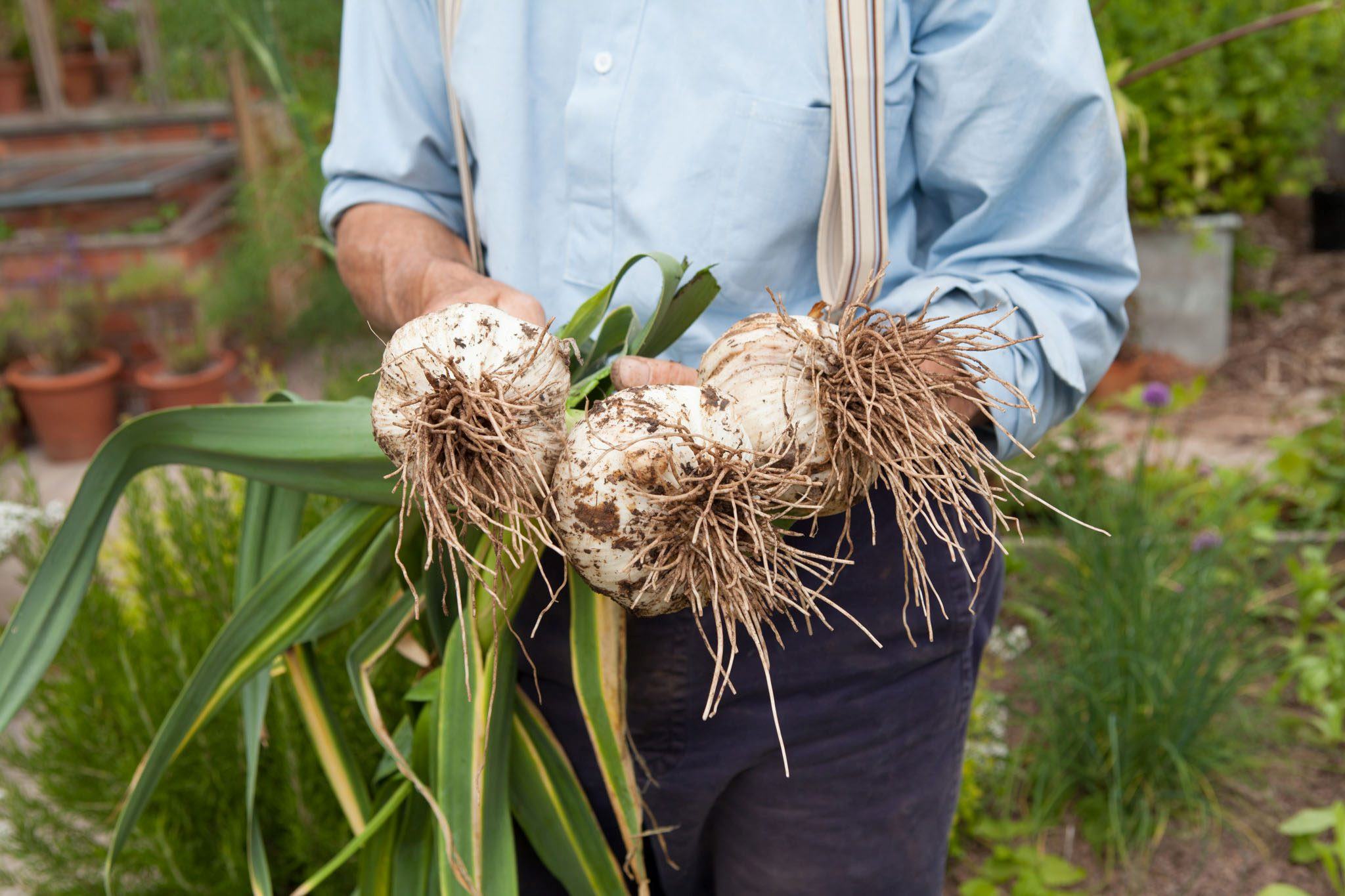 Where To Buy Elephant Garlic For Planting