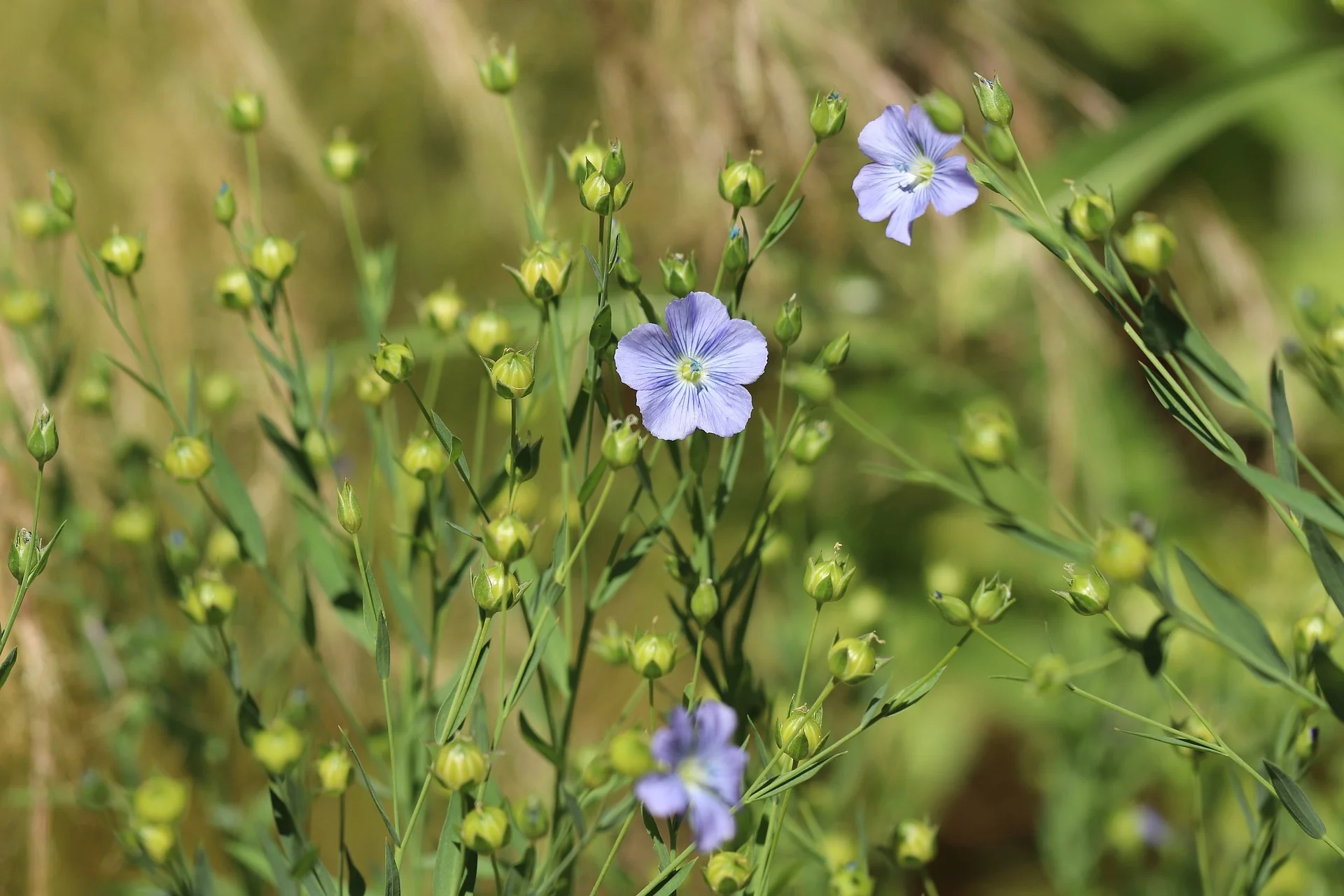 Where To Buy Flax Seeds For Planting