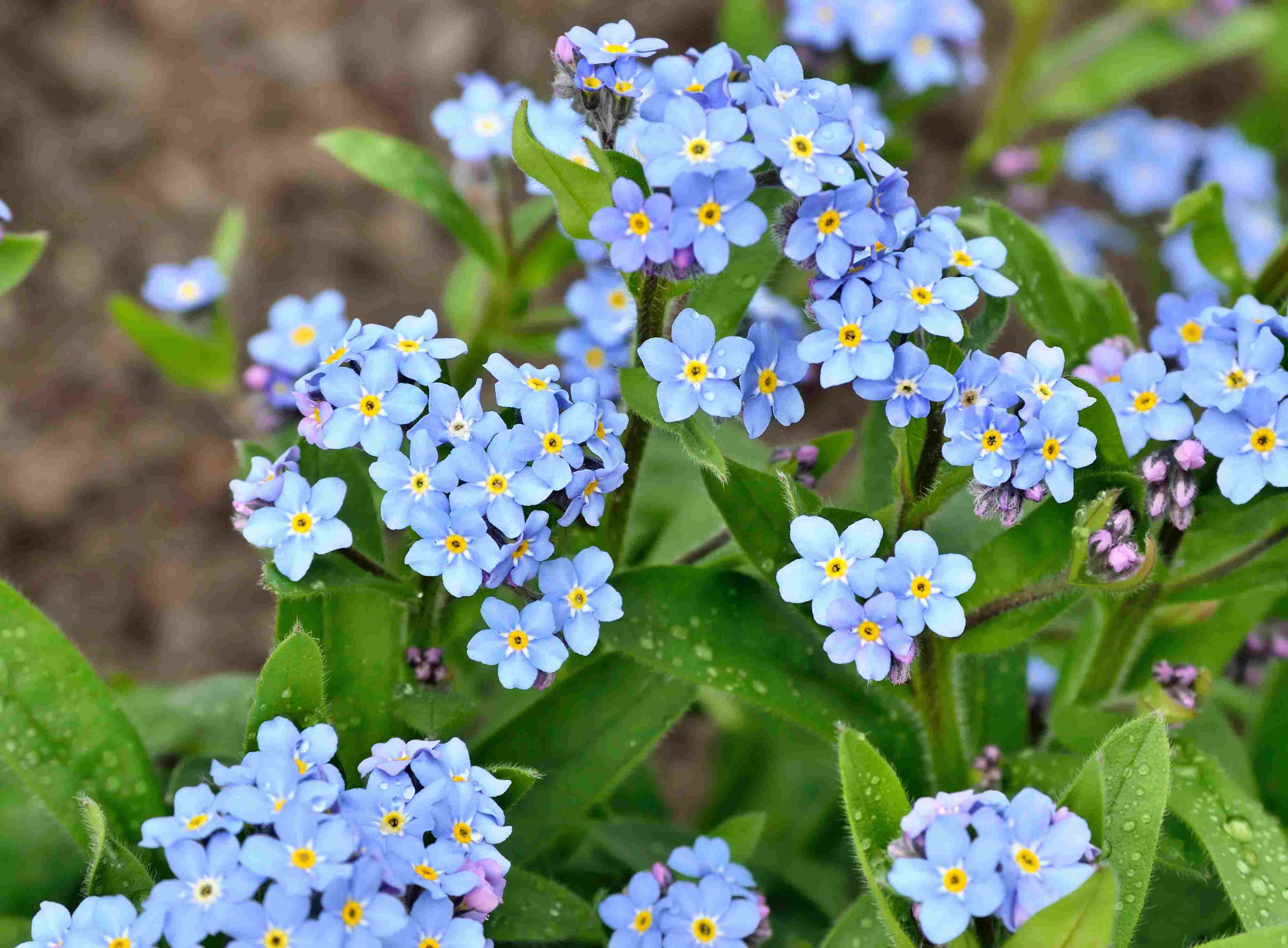 Where To Buy Forget Me Not Flowers